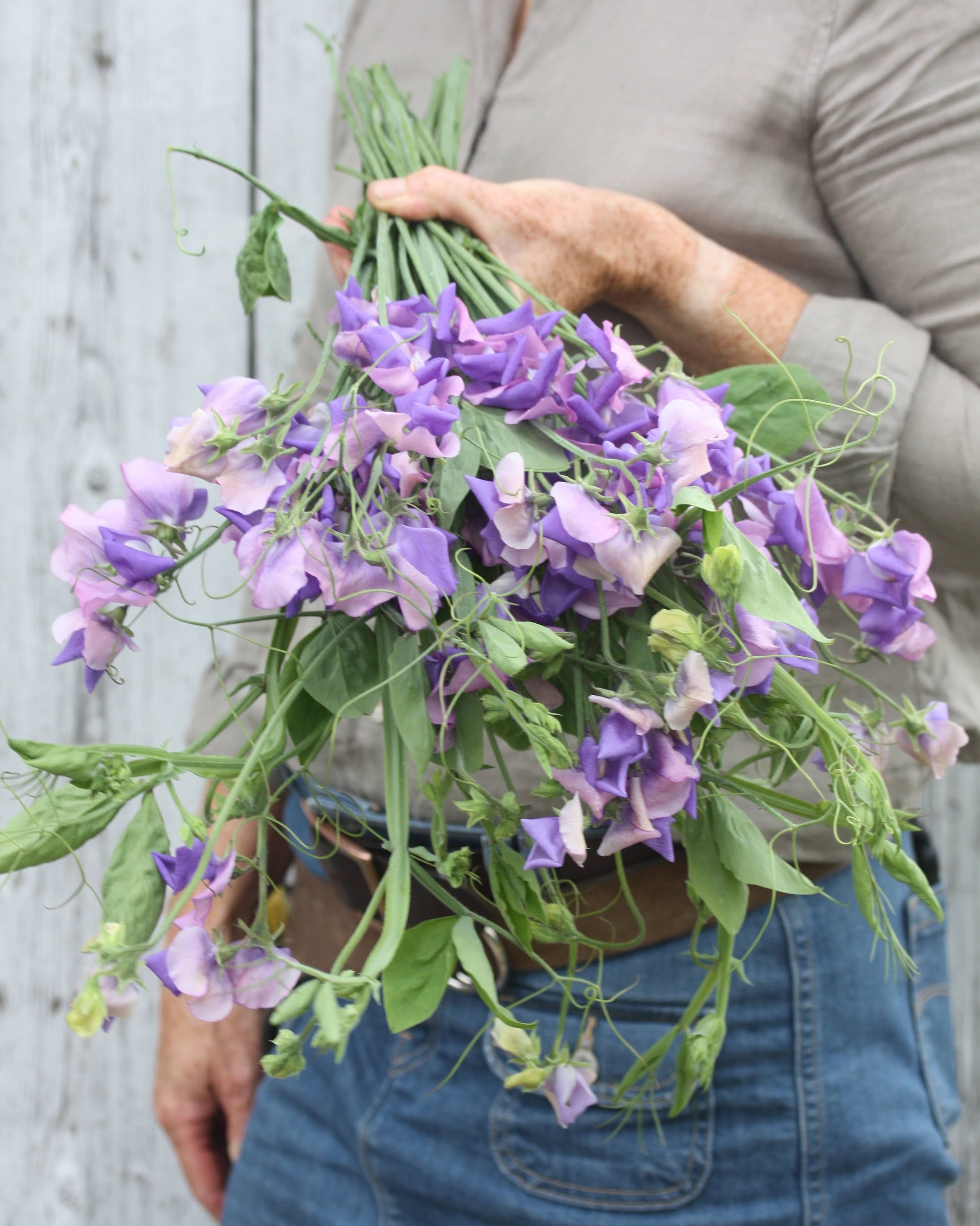 Erteblomst Erewhon med tofarget blomst i lavendellilla og rosa