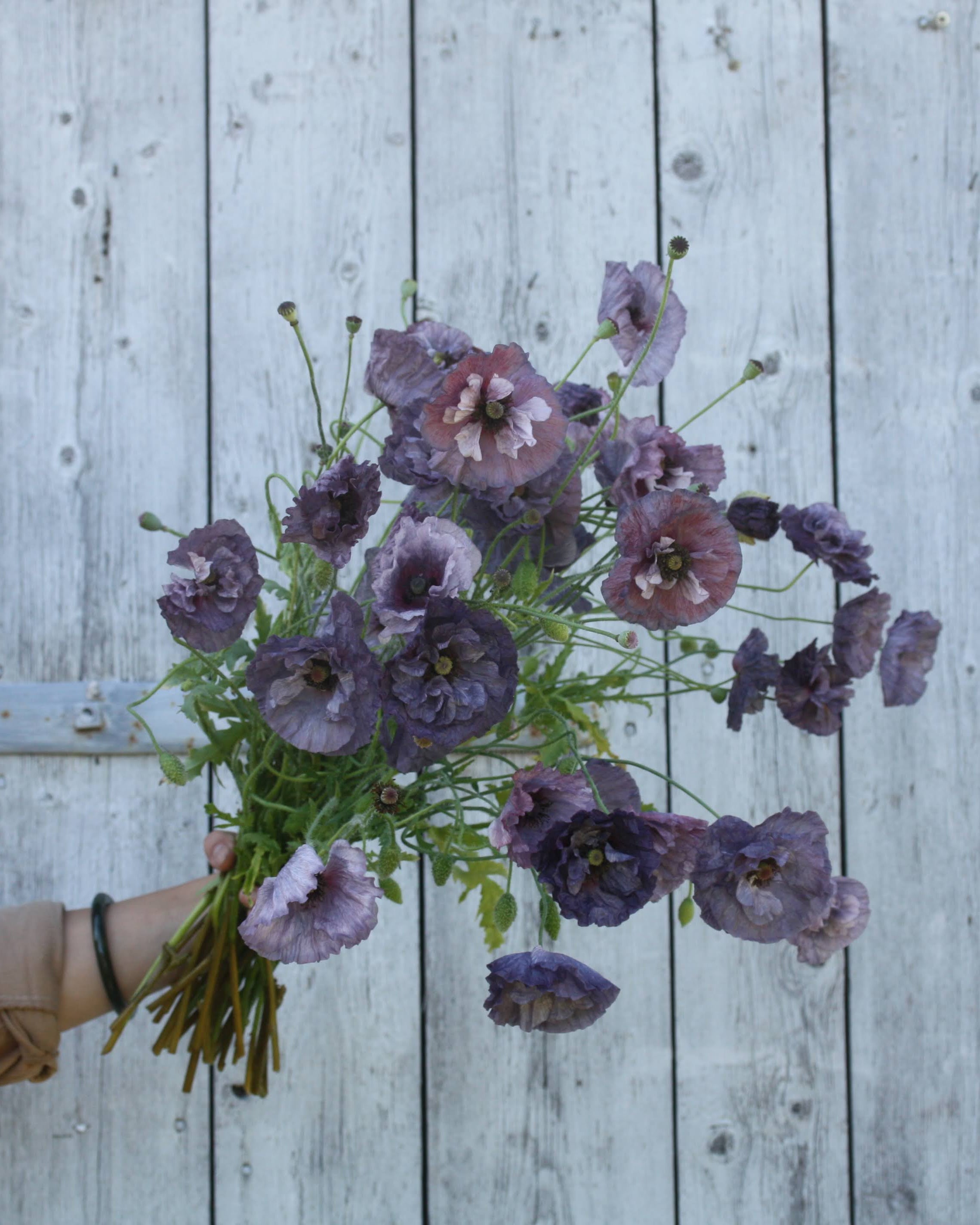 Kornvalmue Amazing Grey i hagen – rik blomstring med varierende farger fra plante til plante