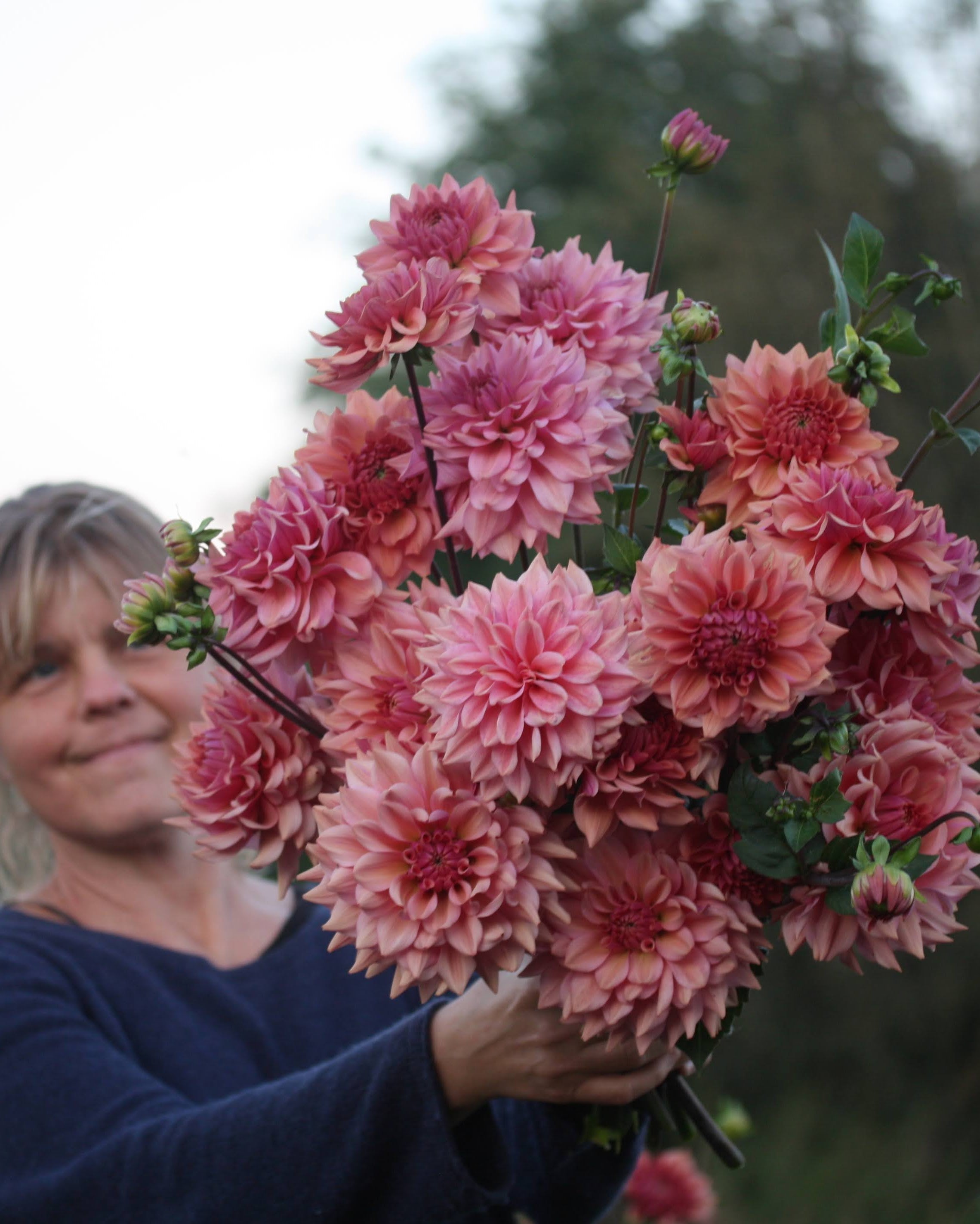 Nærbilde av Georgine La Belle Epoque georgine med rosa-lilla farge
