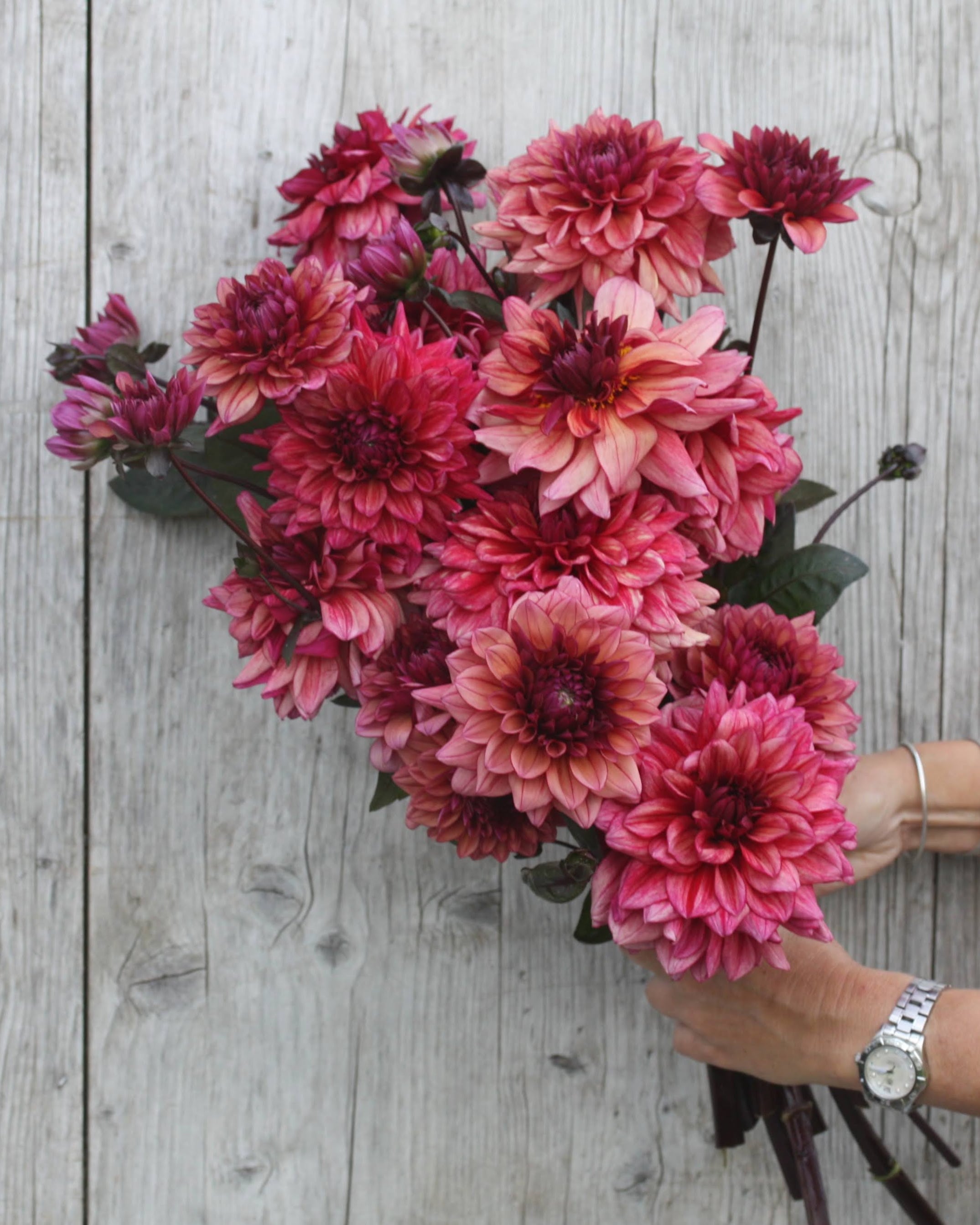 Georgine Molly Raven dekorativ georgine med blomster i fersken, burgunder og støvrosa
