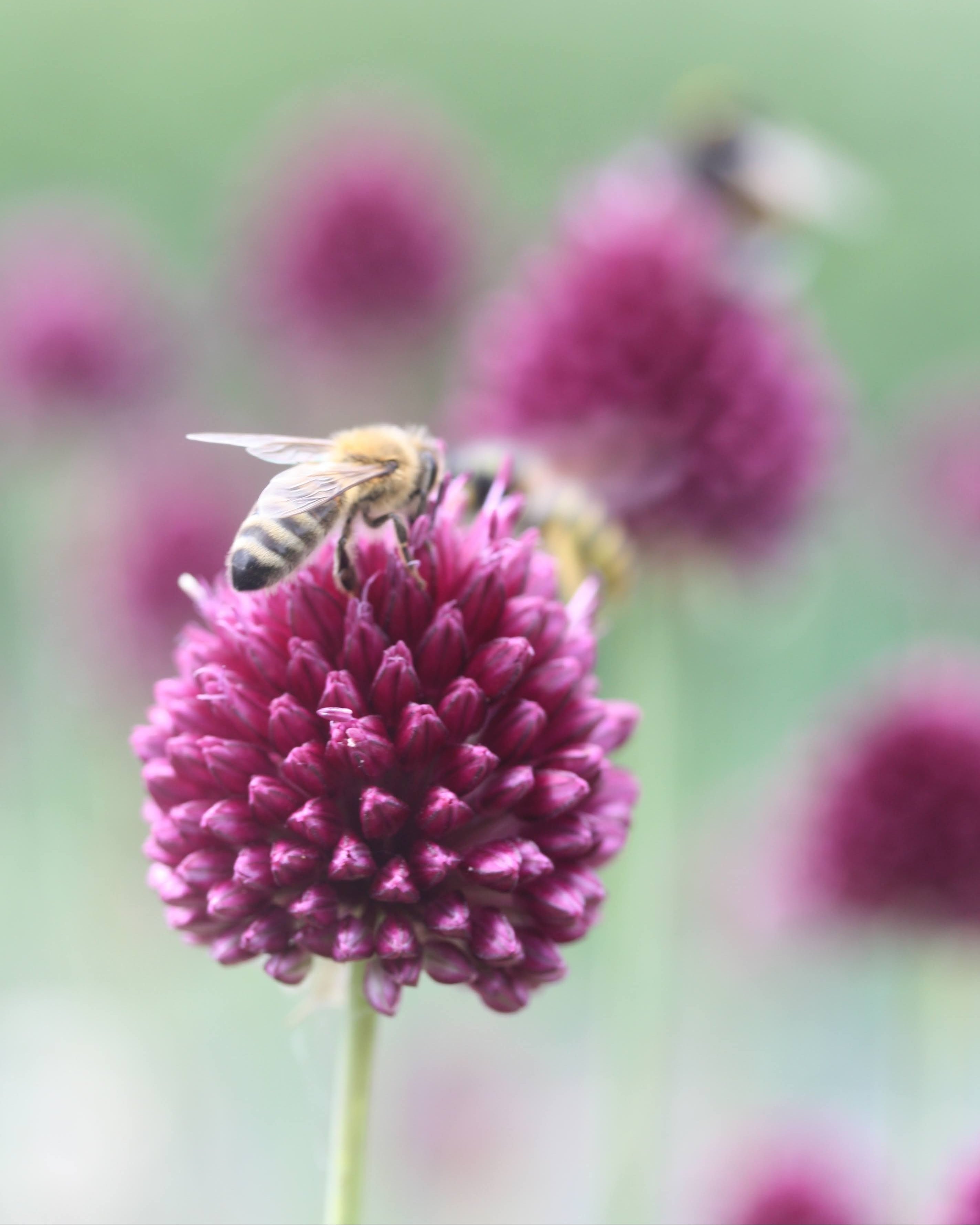 Kuleløk Allium sphaerocephalon – blomsterhoder i bevegelse i vinden, grafisk kontrast i hagebed