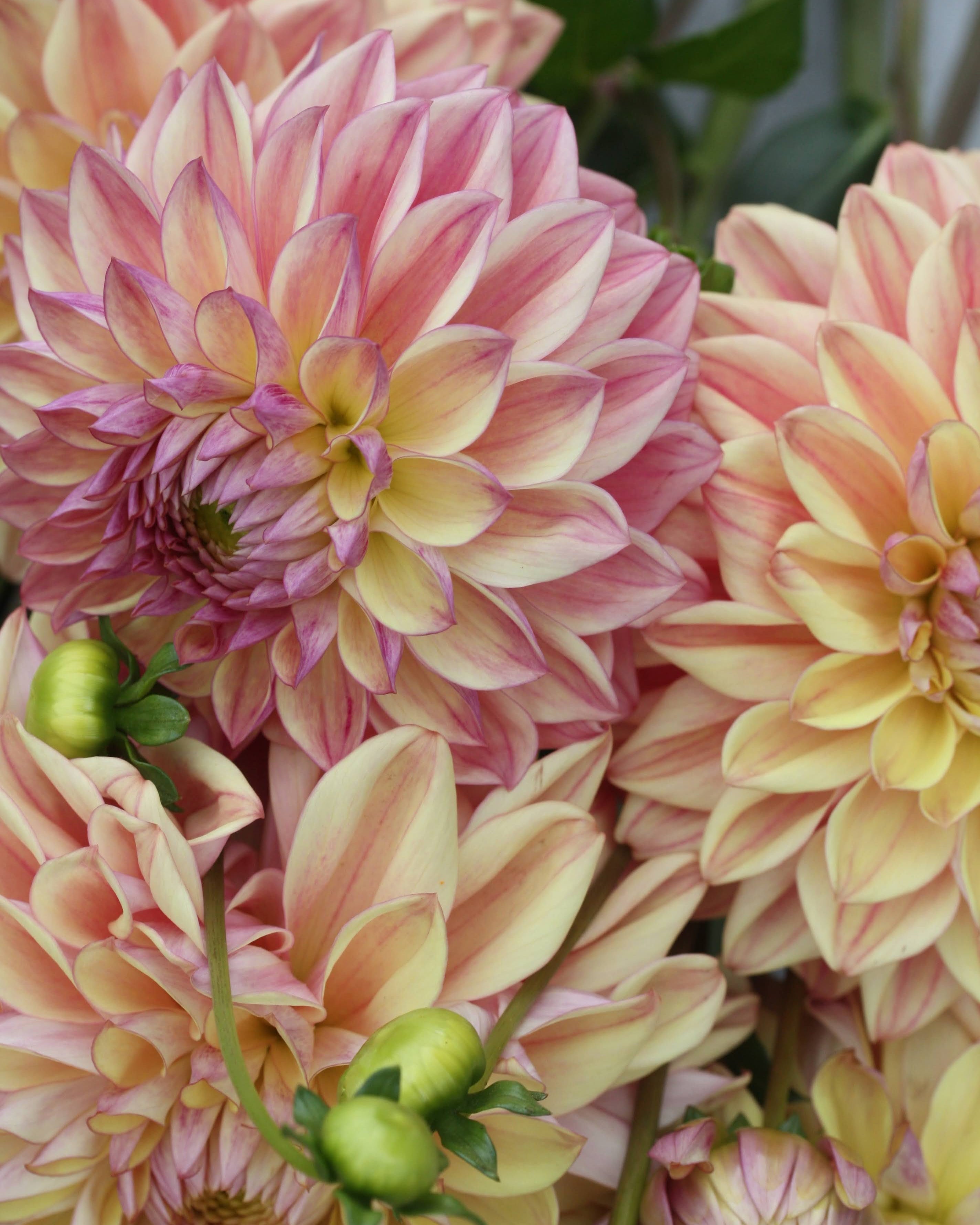 Georgine Dusty Beauty - Nærbilde av blomst med elegante kronblader i rosa og mauve toner