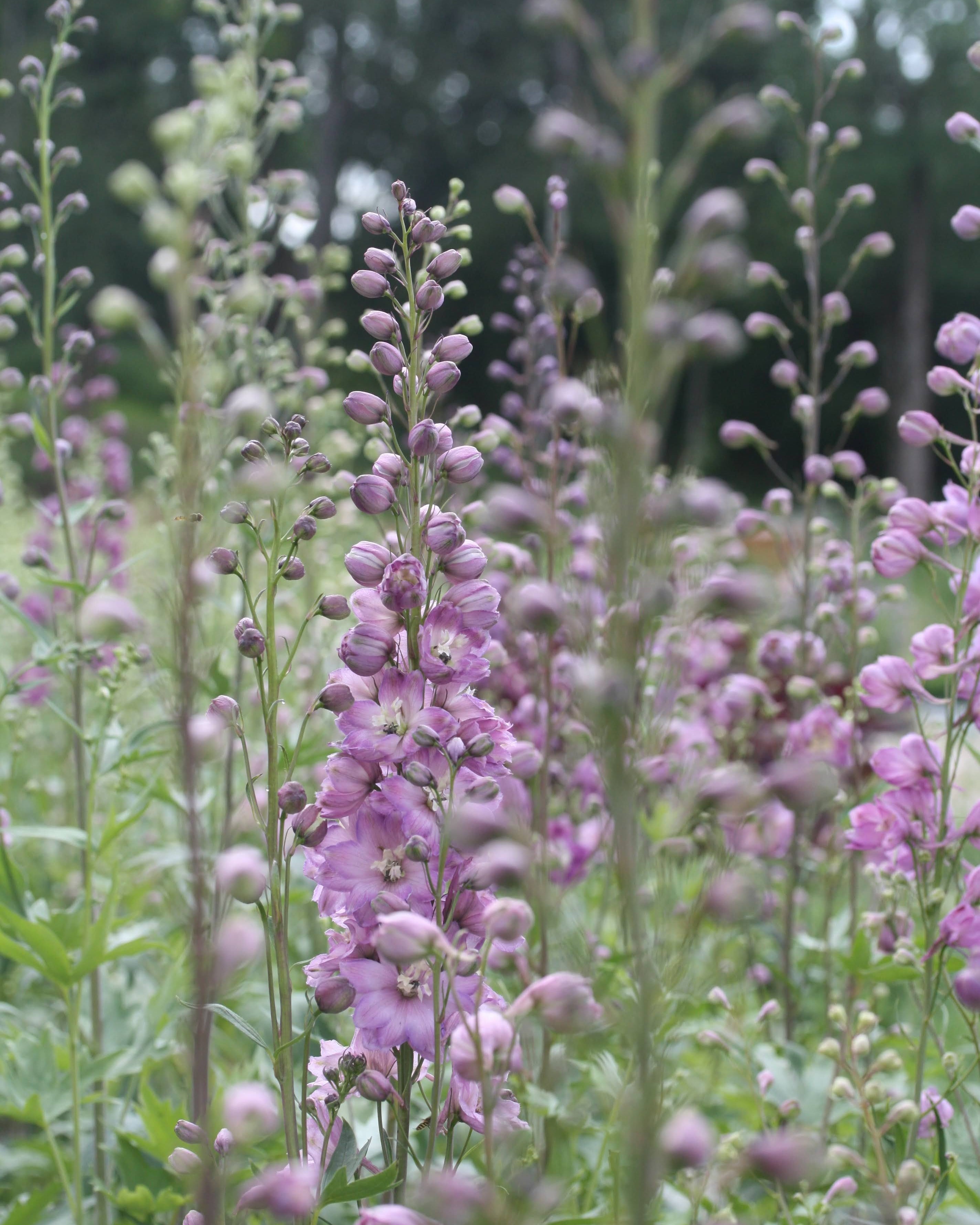 Ridderspore Astolat med rosa og laksfarget halvfylte blomster på høy stengel