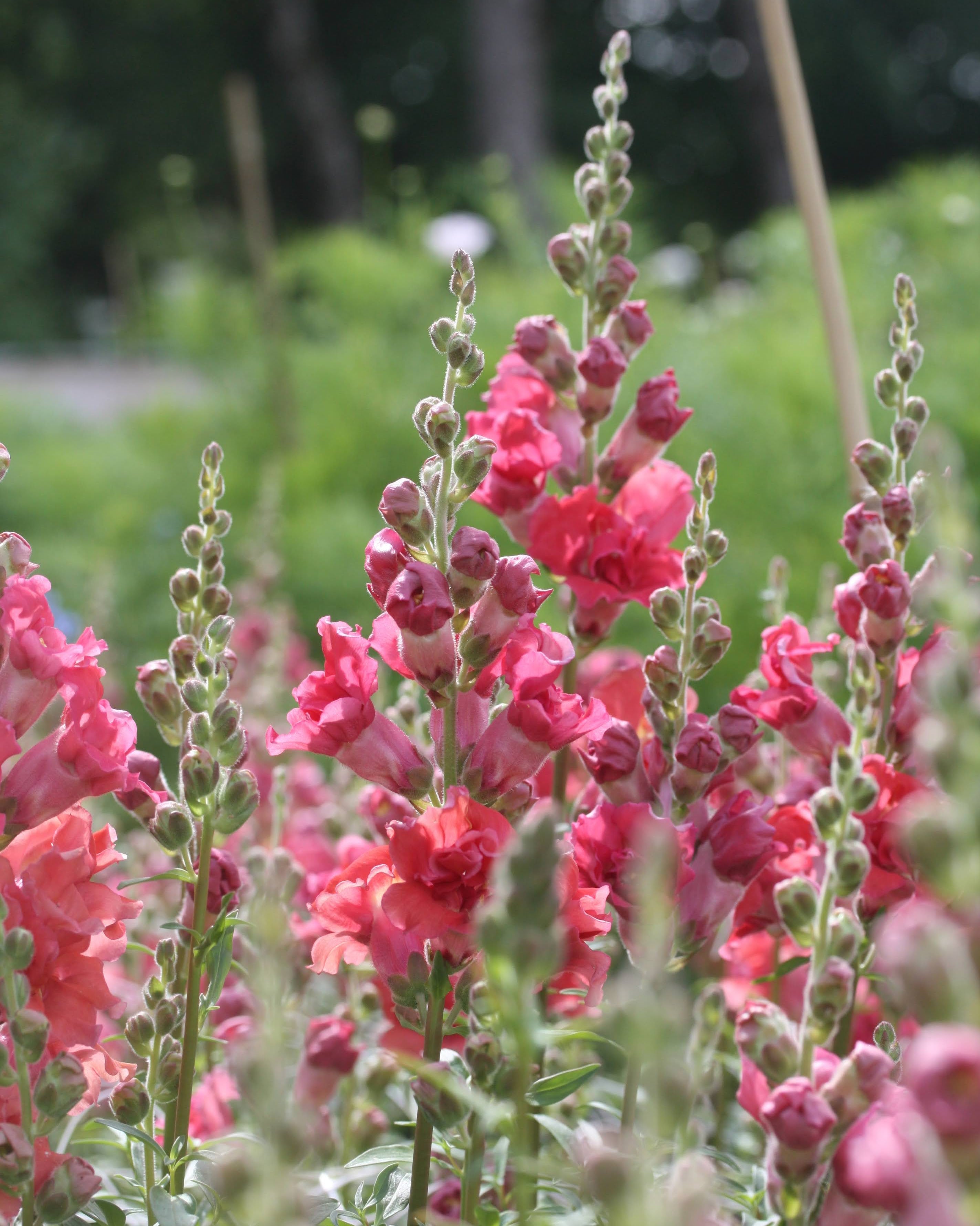 Løvemunn Madam Butterfly Cherry Bronze - fylte blomster i rike varme nyanser