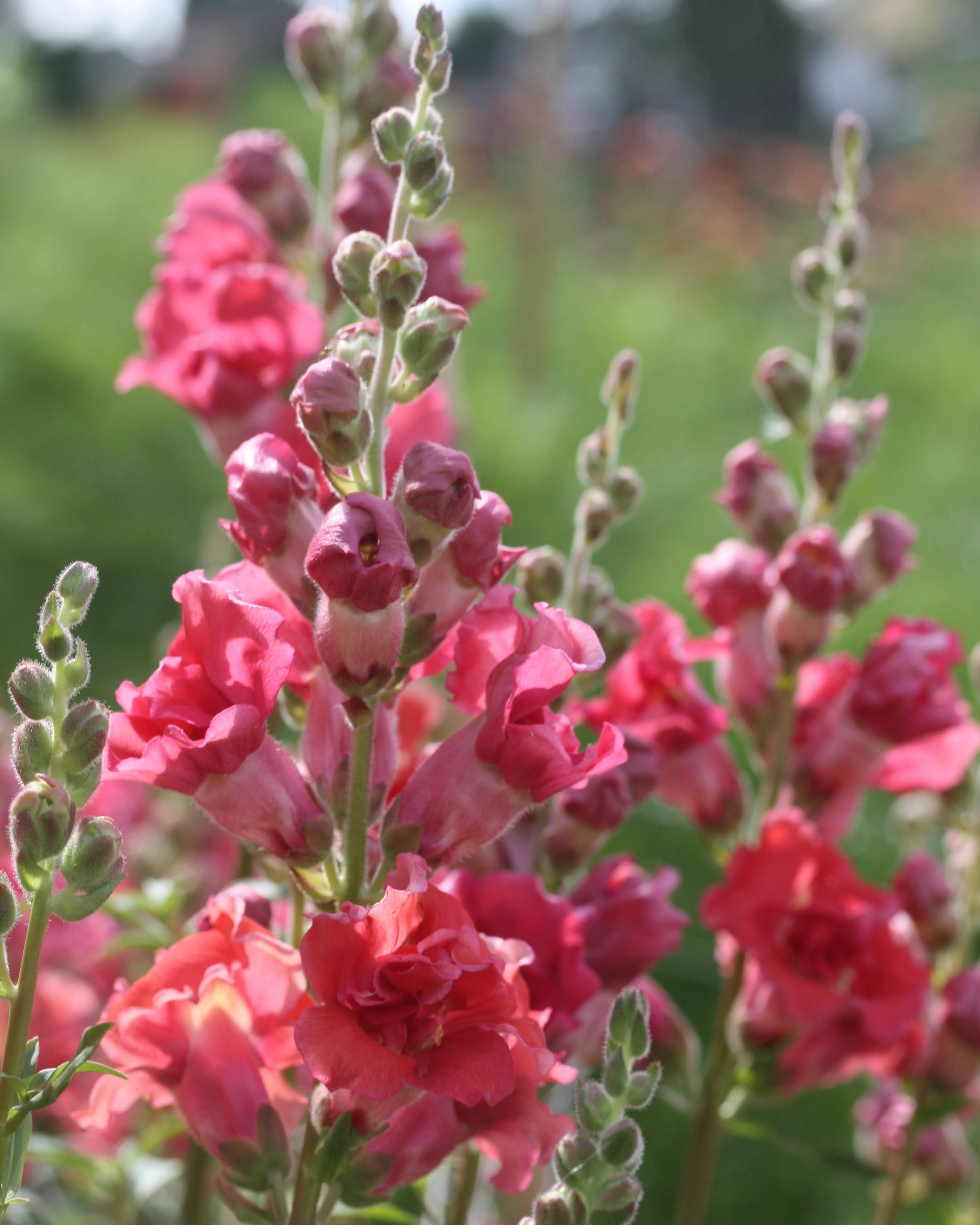 Løvemunn Madam Butterfly Cherry Bronze - fylte blomster i dyp kirsebærrød farge med bronseaktige toner