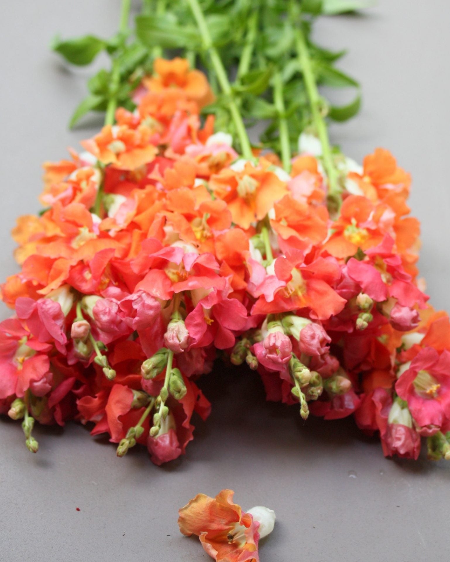 Løvemunn Chantilly Bronze - detalj av blomsterstengel med varme bronsetoner