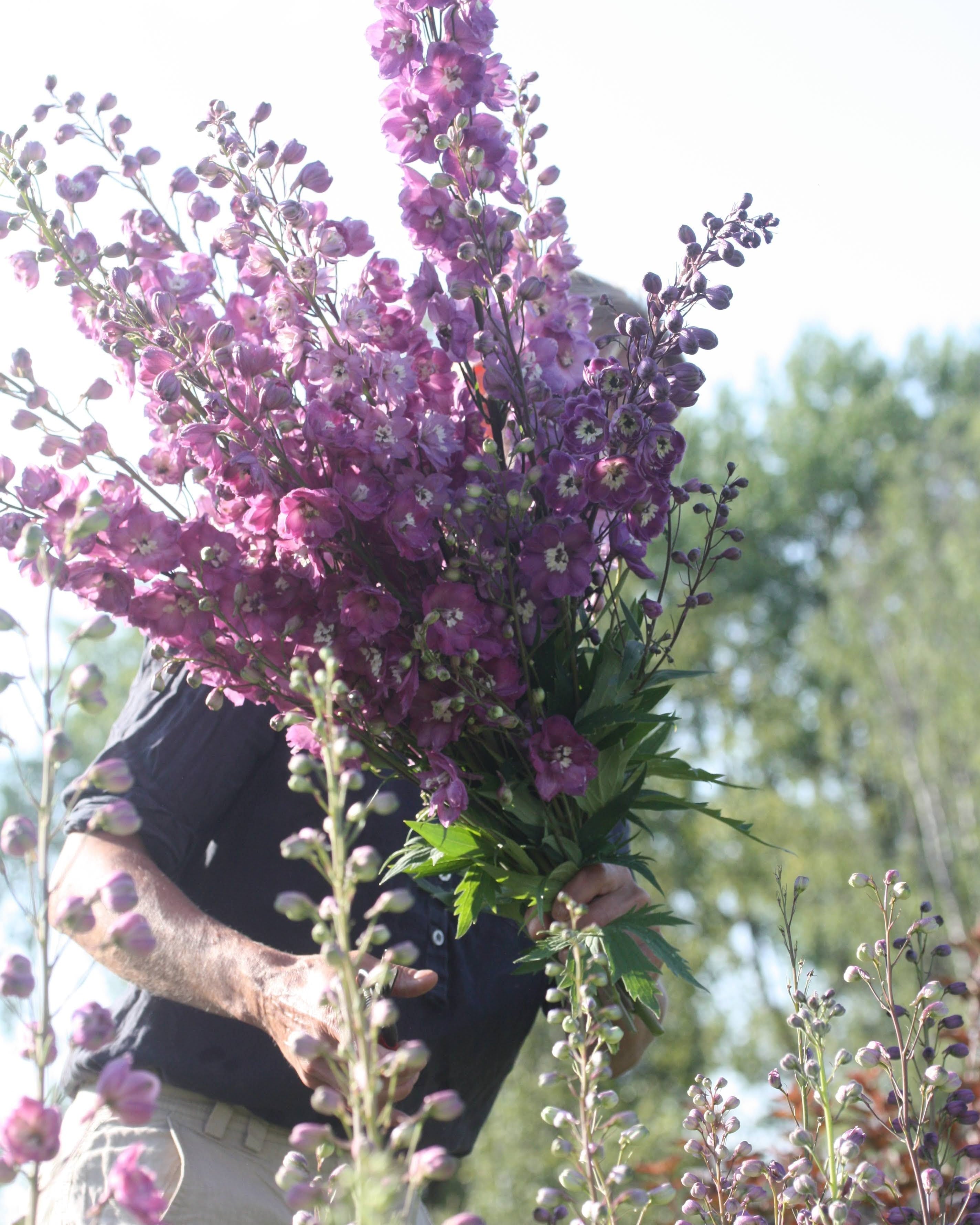 Nærbilde av Ridderspore Astolat blomster i myke rosa og laksfarger