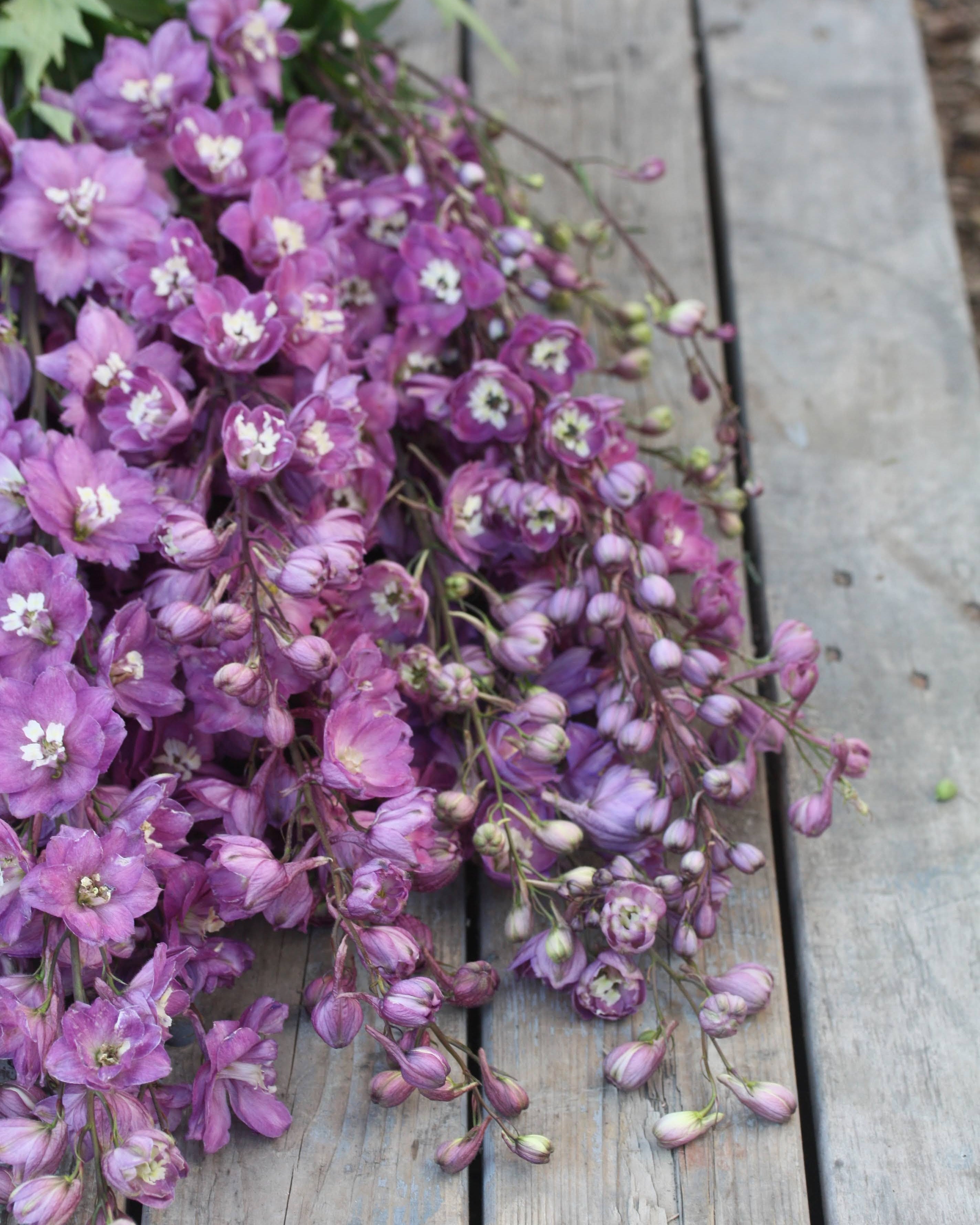 Ridderspore Astolat som snittblomst med lange elegante stengler