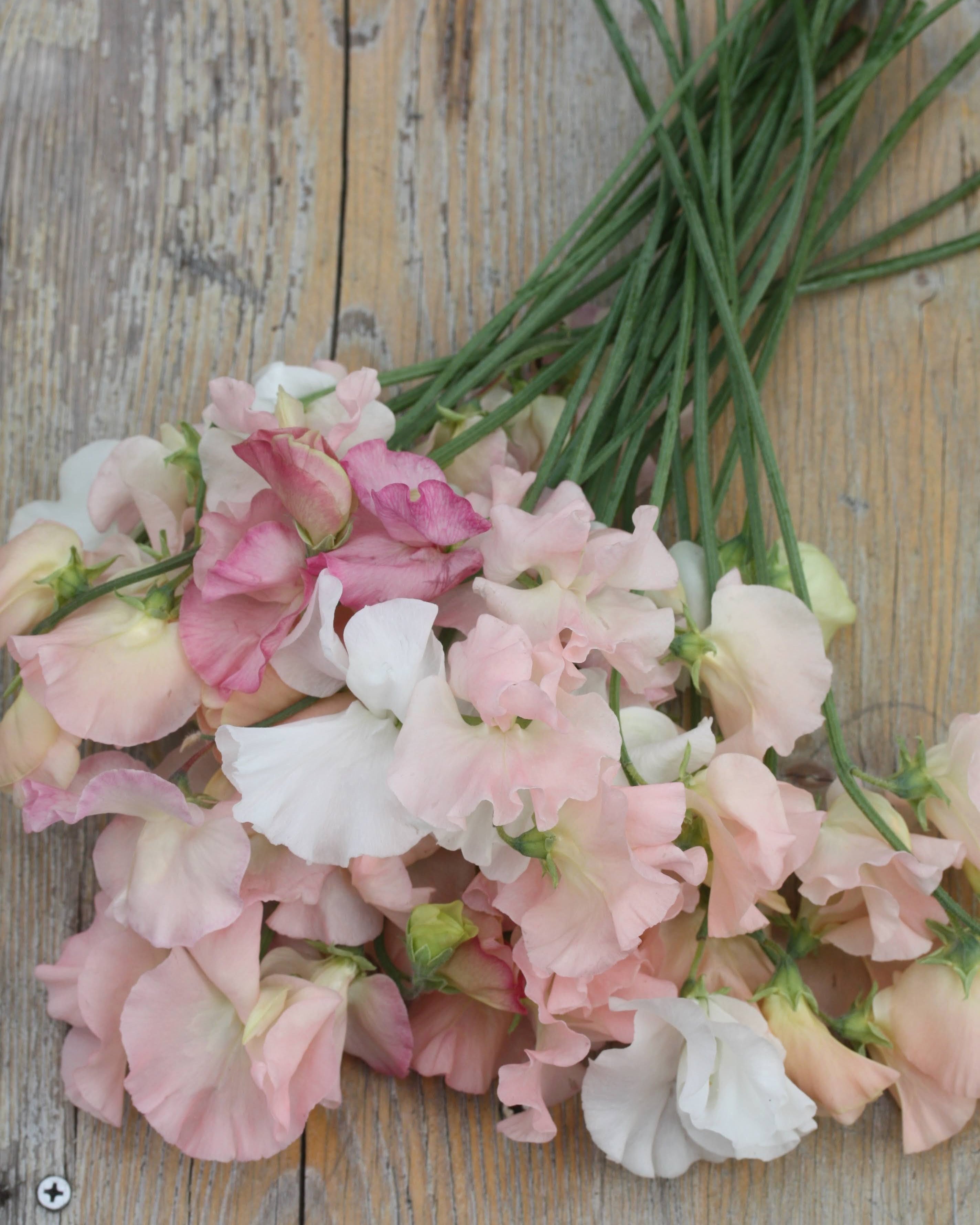 Erteblomst spring sunshine champagne med lyse, store blomster i champagnerosa