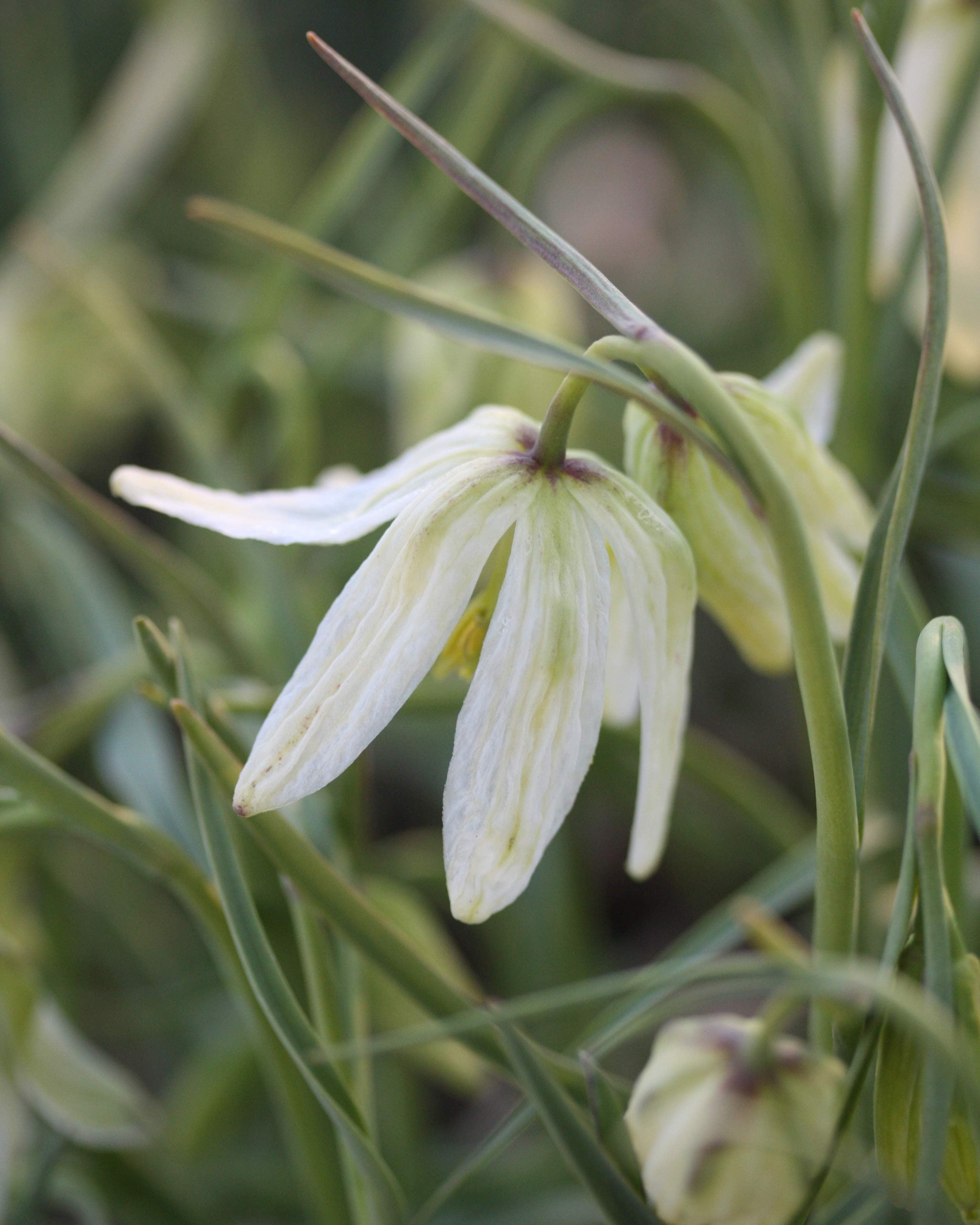 Hvit rutelilje Fritillaria meleagris Alba – slank stilk med nydelig hvit blomst, høyde ca. 20–25 cm