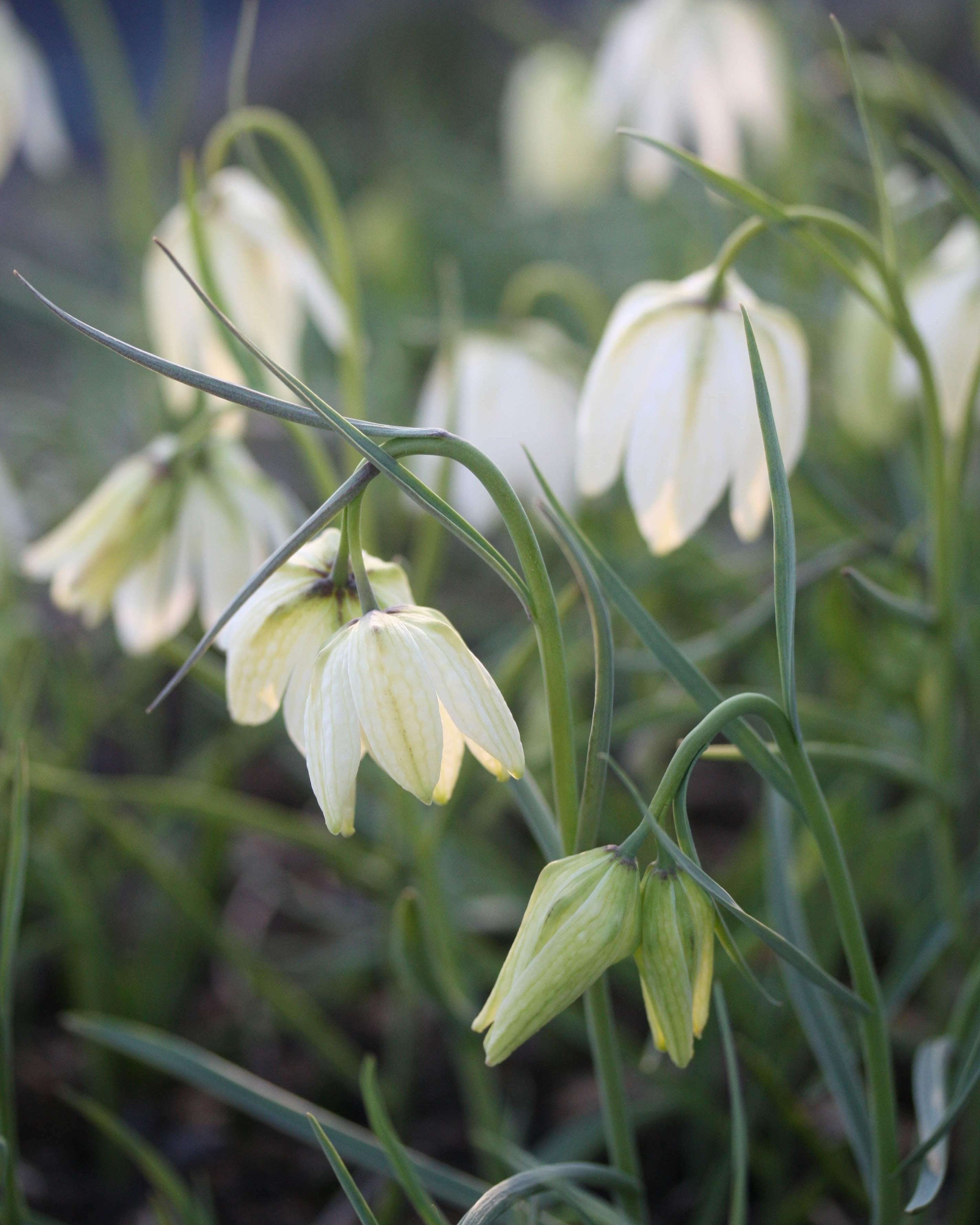 Hvit rutelilje Fritillaria meleagris Alba – liten gruppe av hvite ruteliljer i vårbed