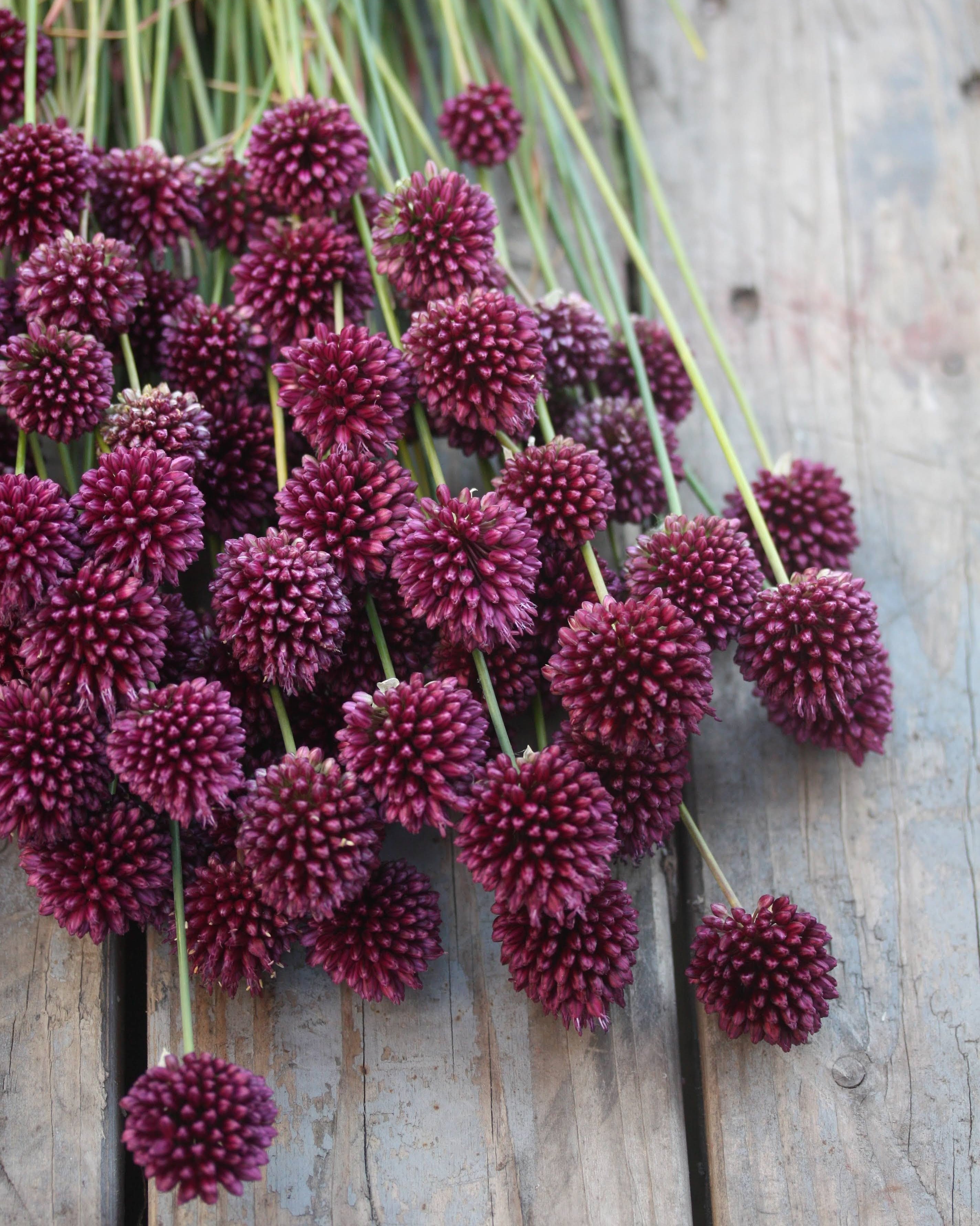 Kuleløk Allium sphaerocephalon – senblomstre prydløk i juli sammen med stauder og sommerblomster