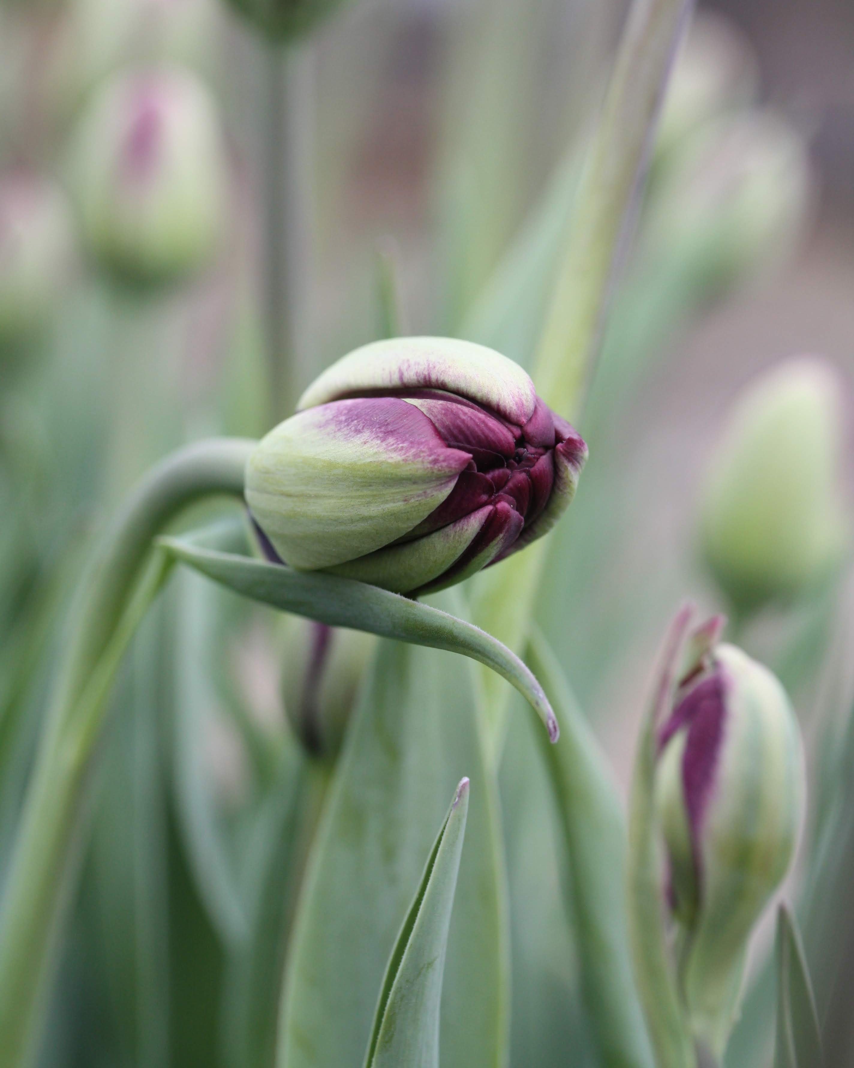 Tulipan Black Hero – fullt åpen peonlignende blomst i nesten svart