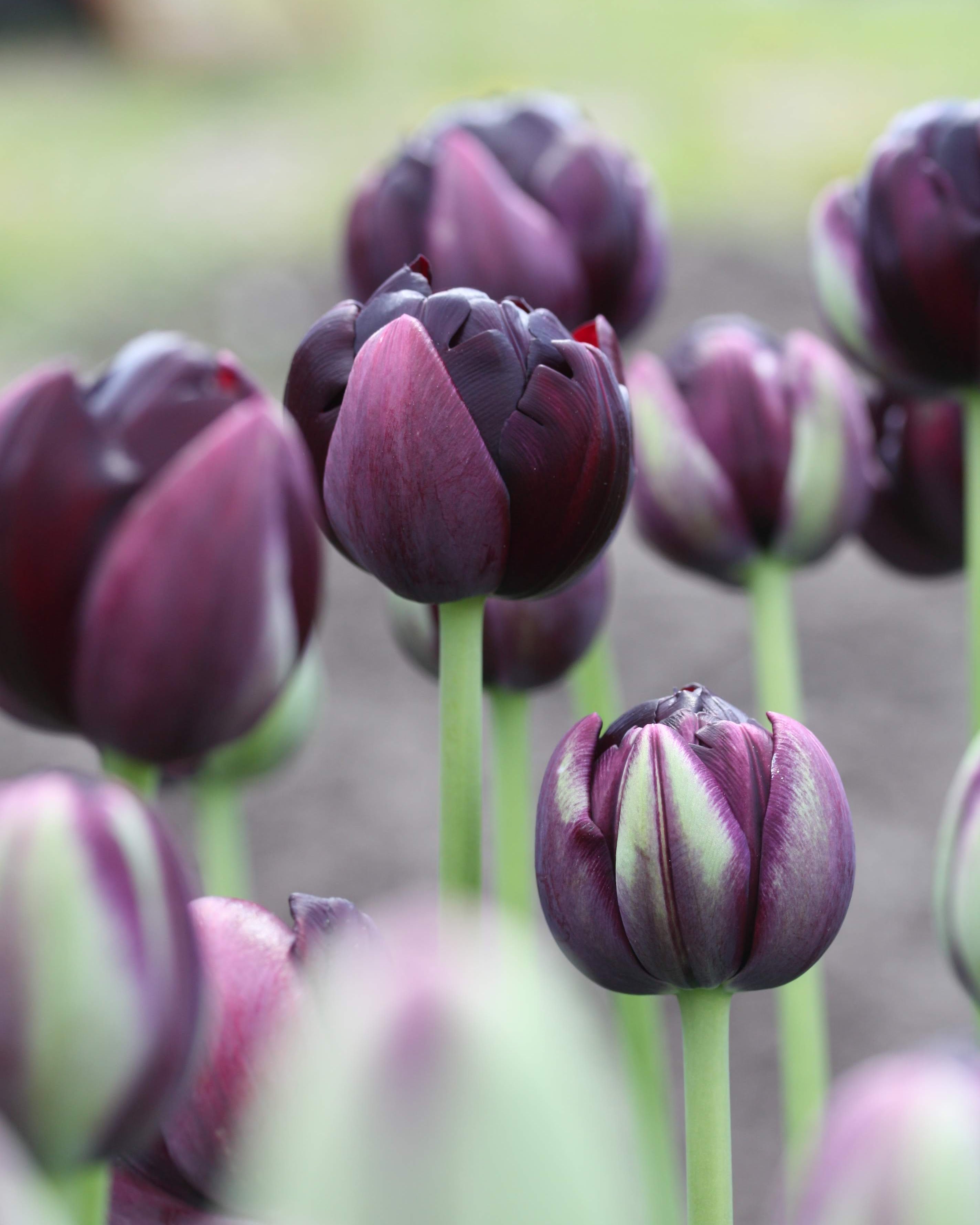 Tulipan Black Hero – lukket knopp i nesten svart, dyp burgunder