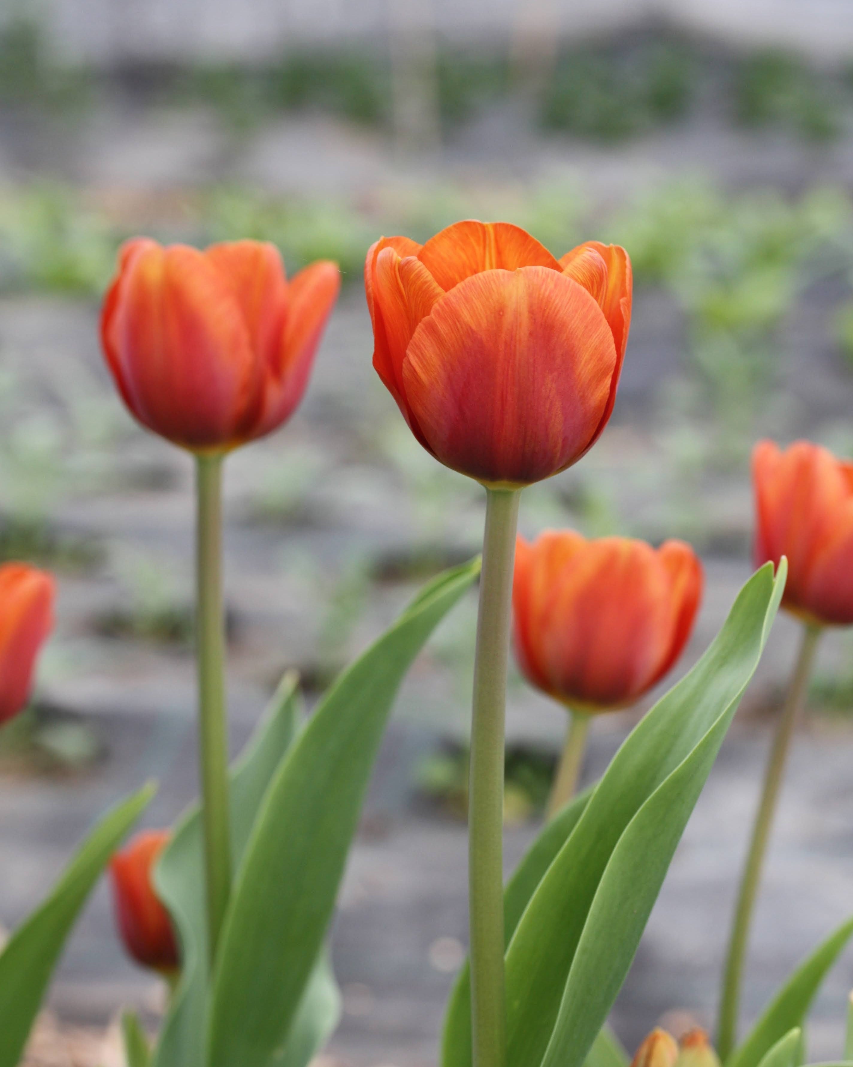 Tulipan Brown Sugar – elegant Triumph-tulipan med fargespill i bronse, kanel og brent oransje