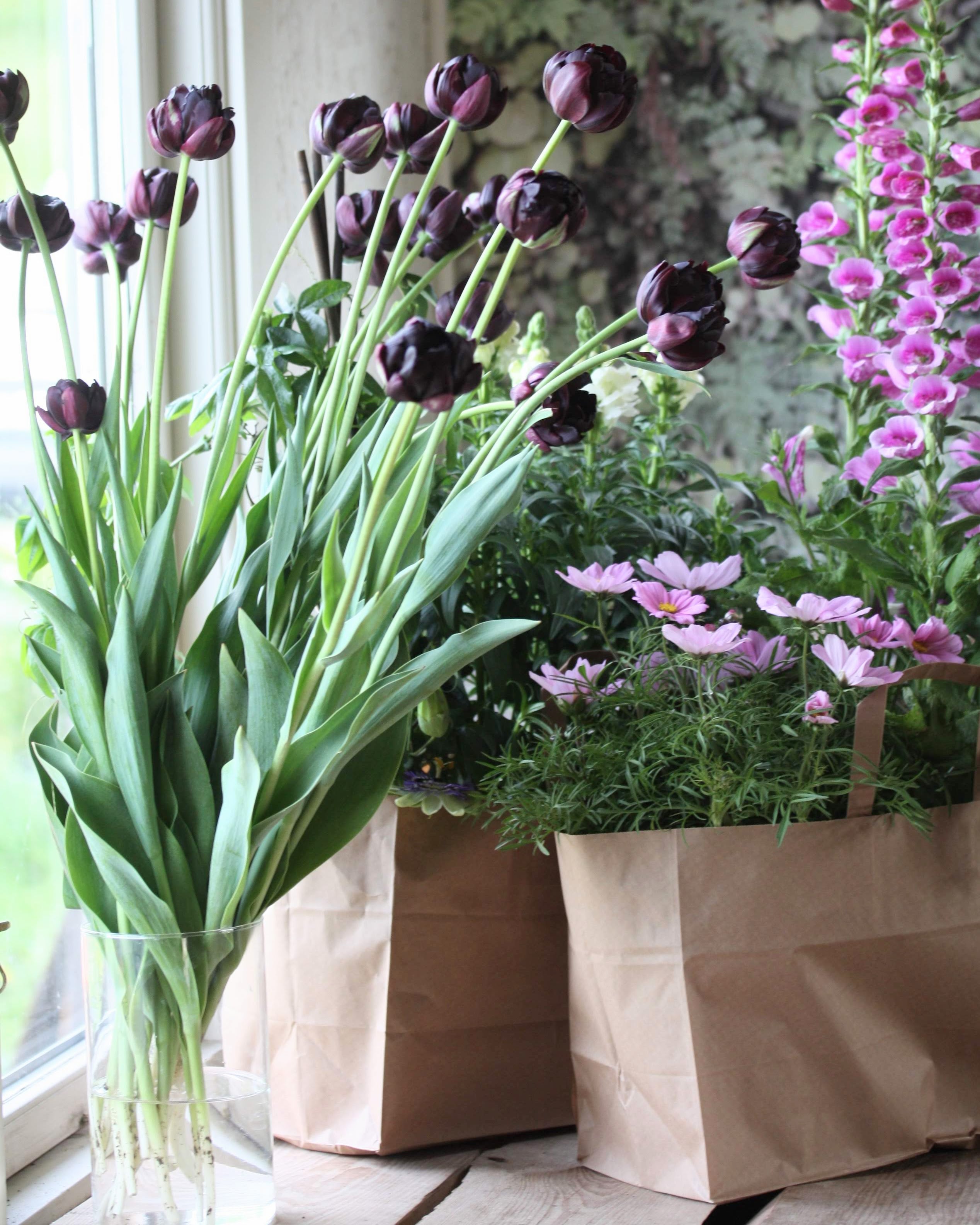 Tulipan Black Hero – bukett med mørke fylte tulipaner som snittblomst