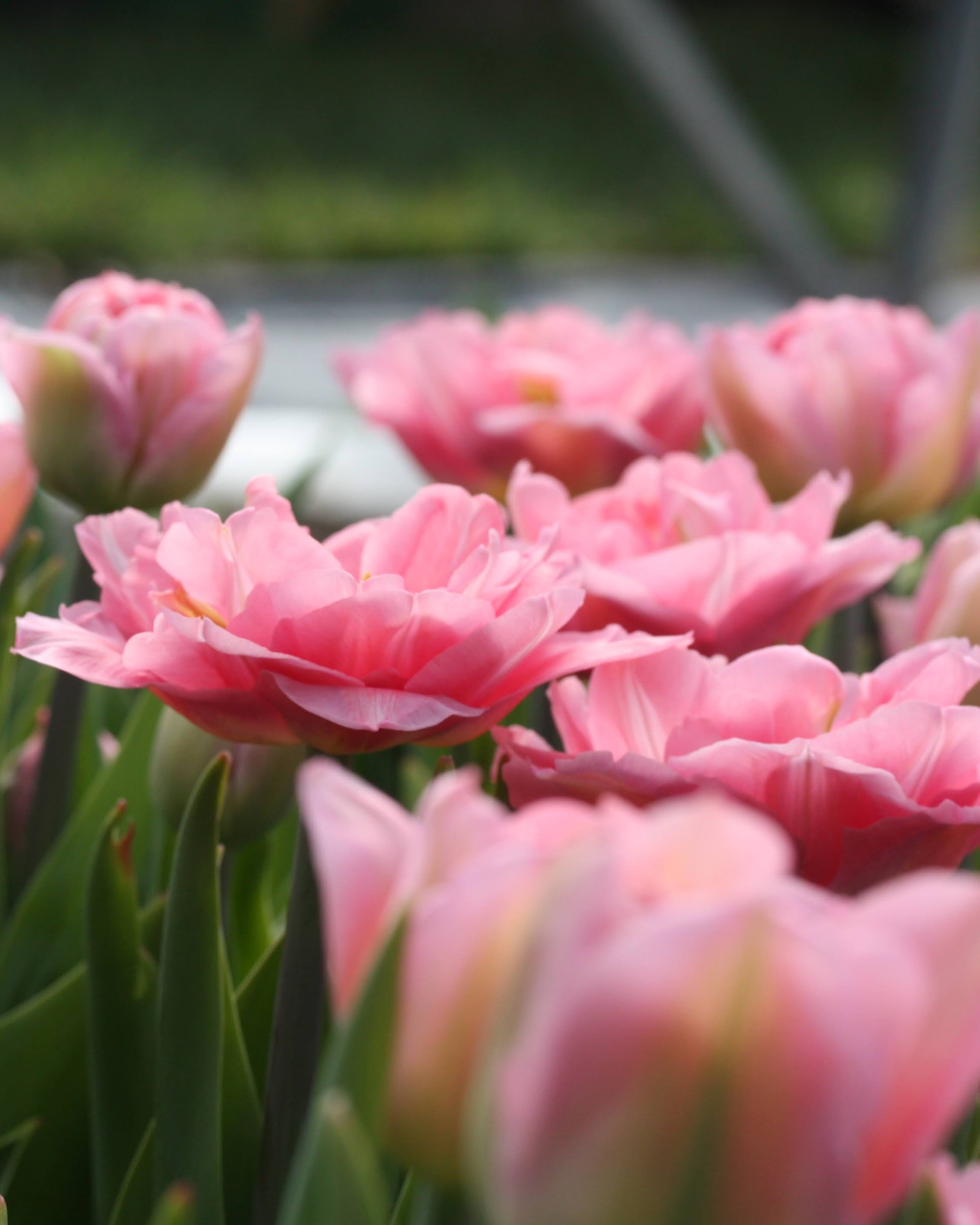 Tulipan Mariage – halvåpen fylt tulipan med tette rosafargede kronblad