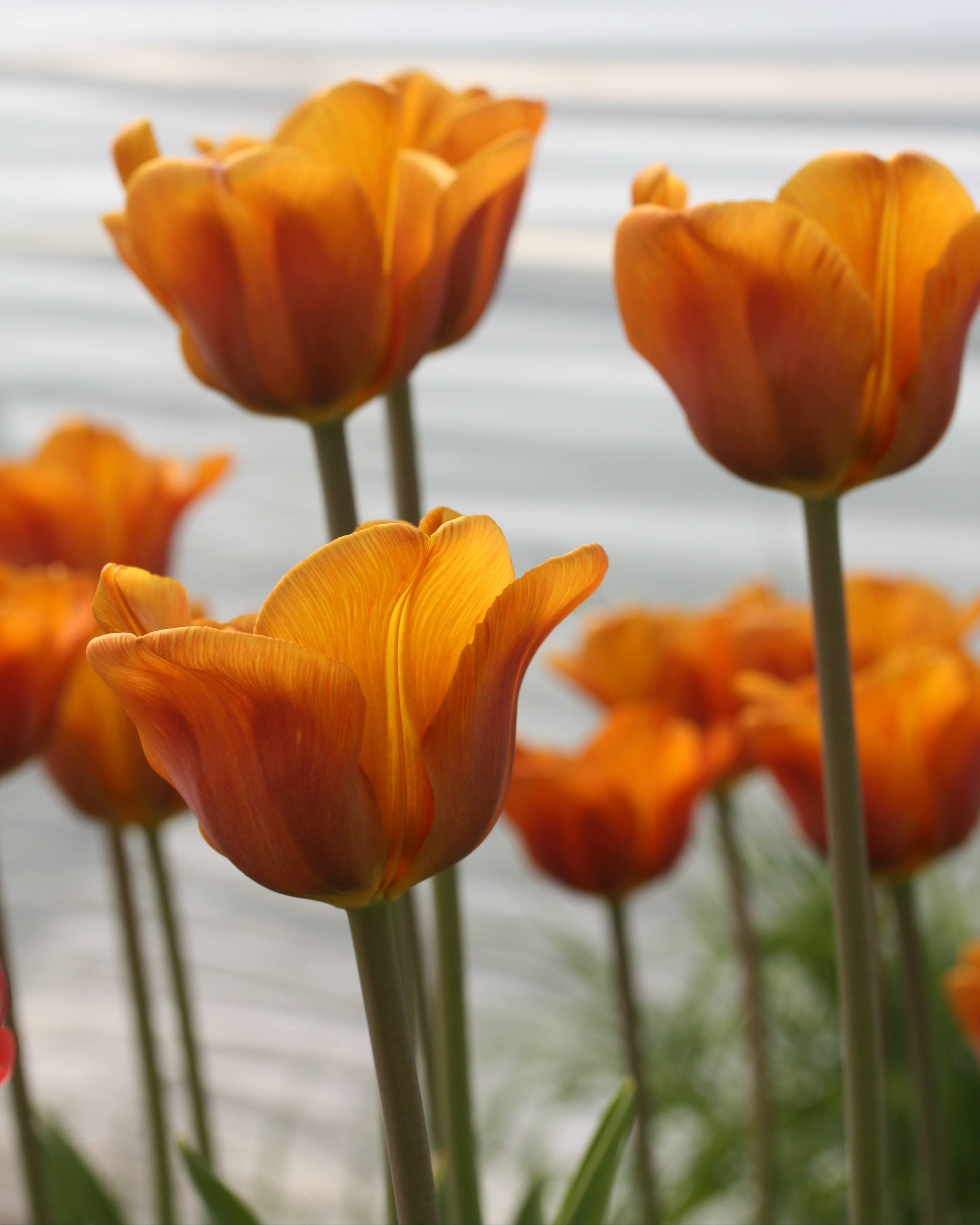 Tulipan Brown Sugar – gruppe av særpregede bronsefarget tulipaner i bed eller bukett