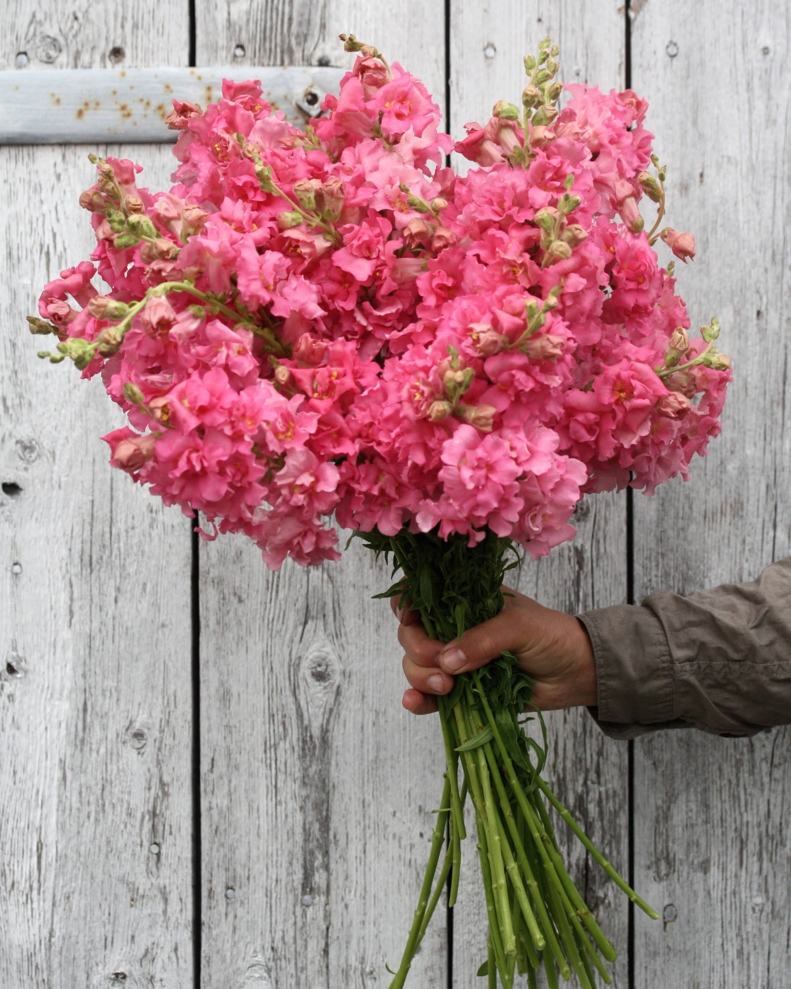 "Løvemunn Madam Butterfly Rose - romantiske rosa blomster på stilk i hagen"