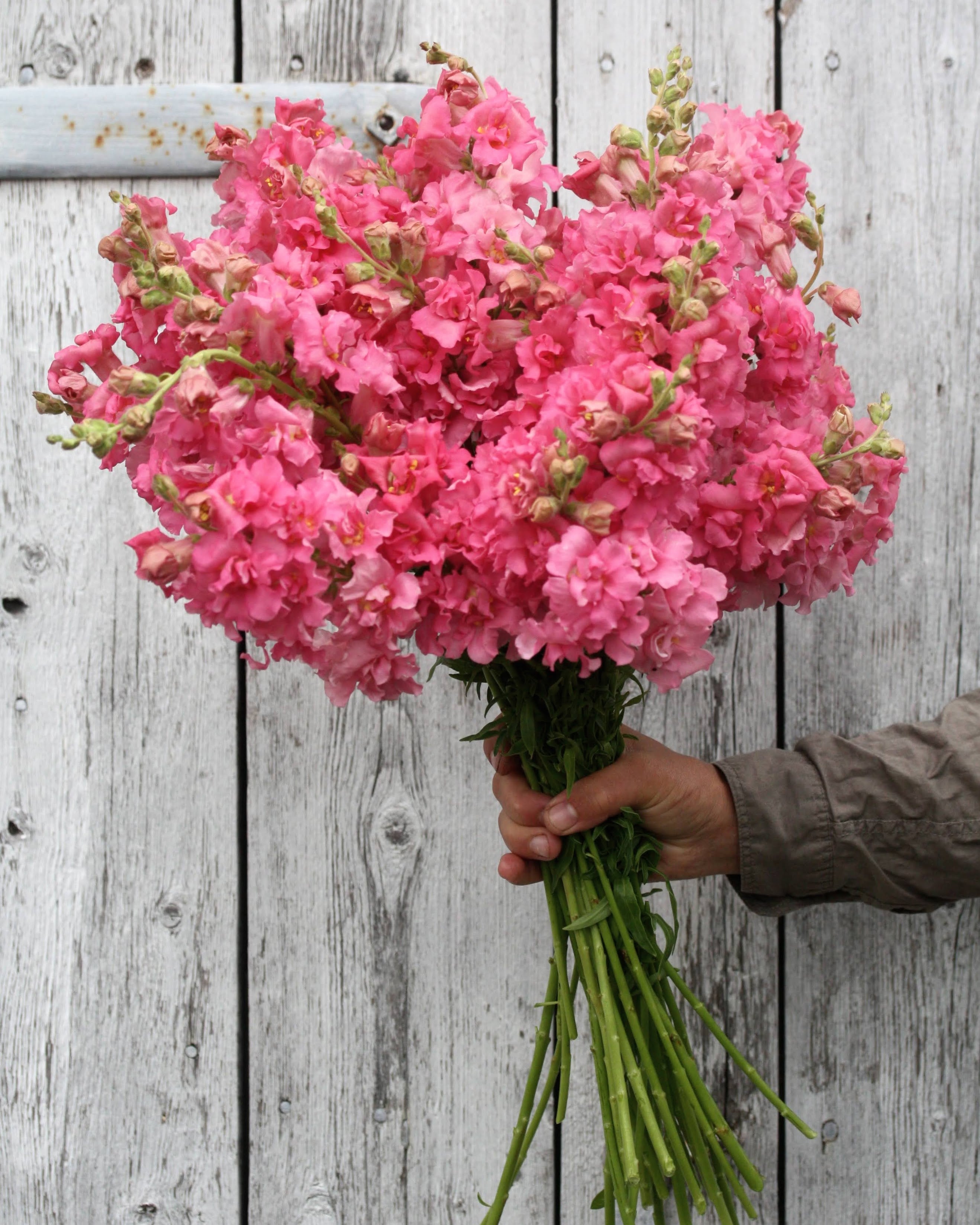"Løvemunn Madam Butterfly Rose - romantiske rosa blomster på stilk i hagen"