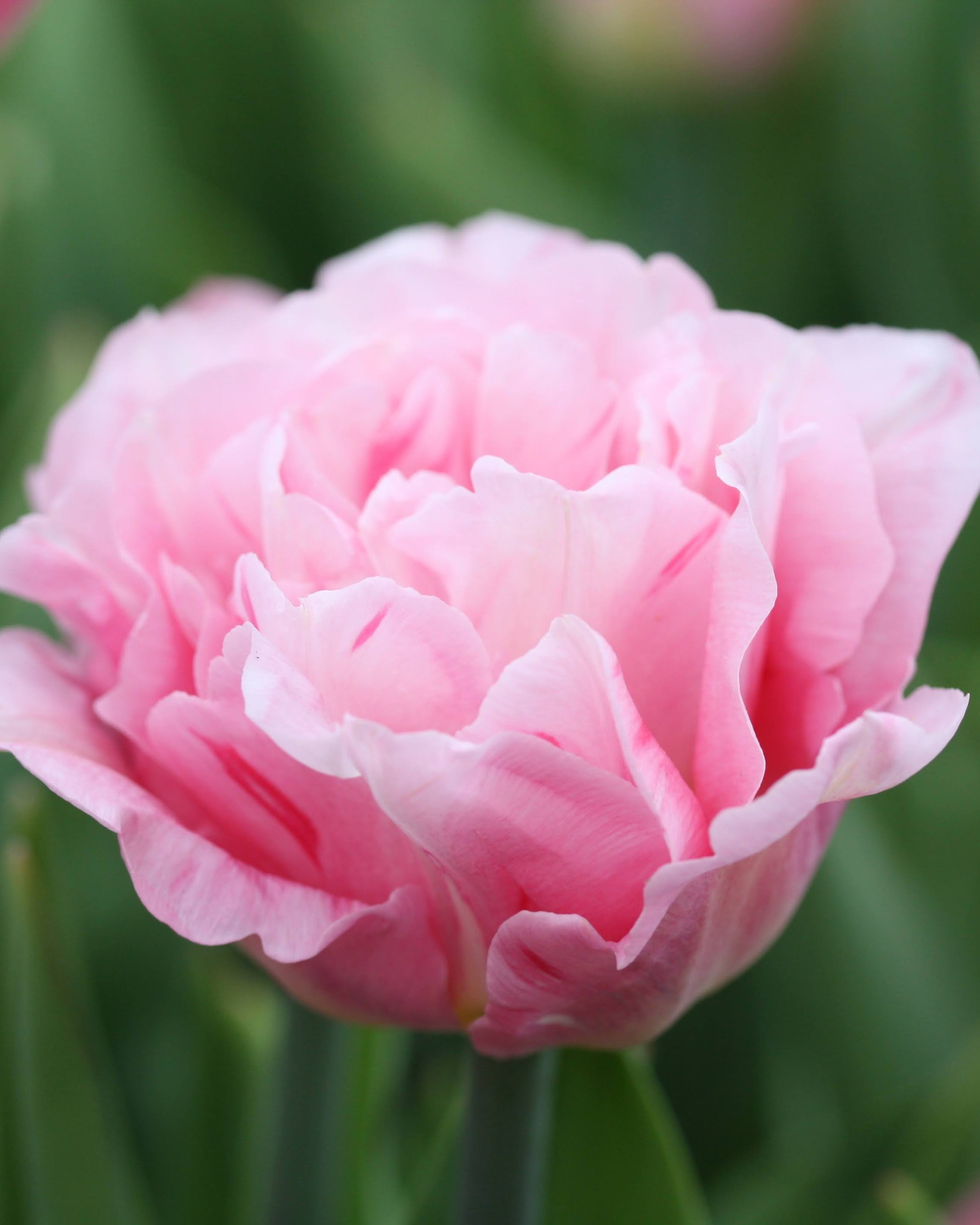 Tulipan Mariage – lukket knopp i klassisk myk rosa