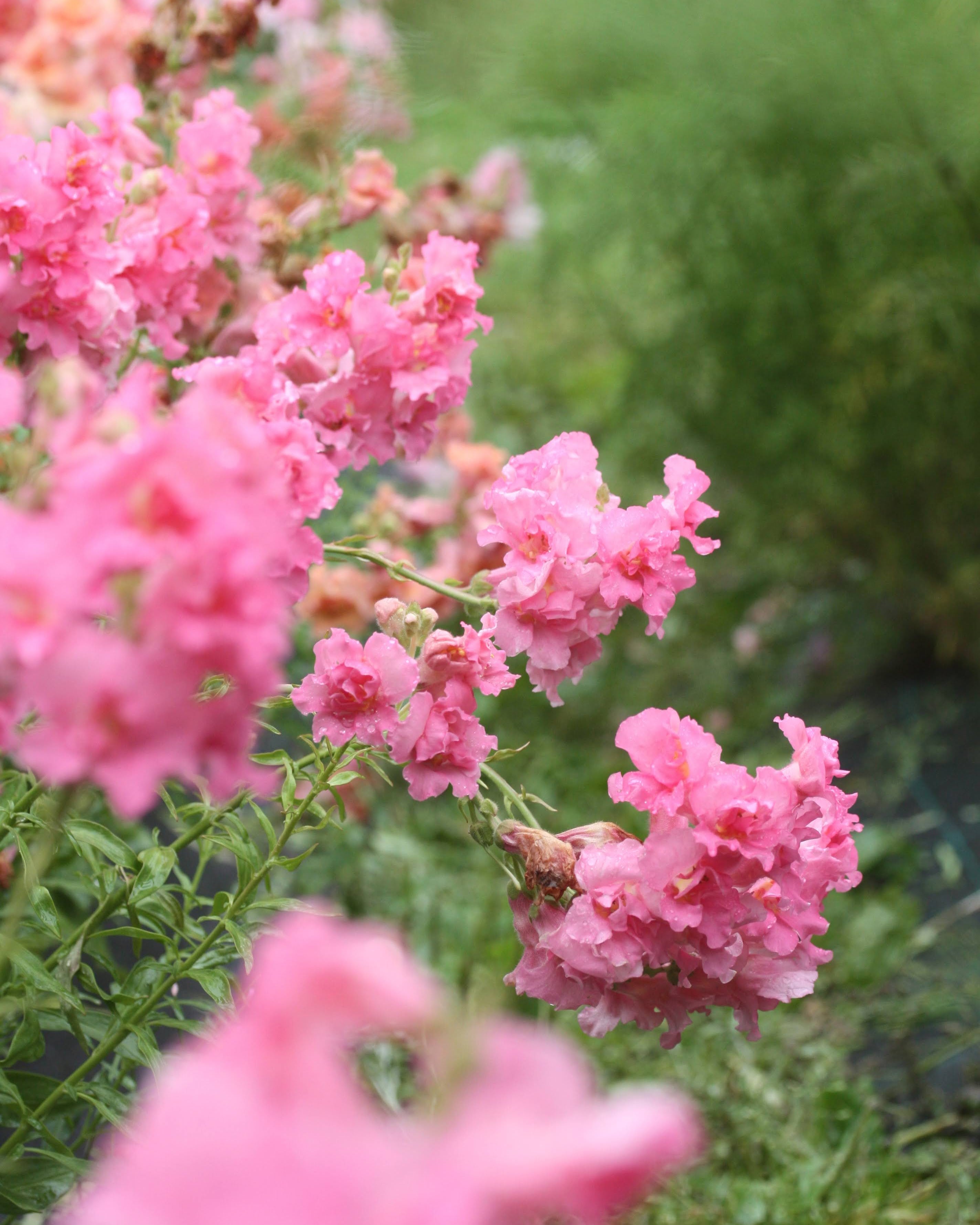 Løvemunn Madam Butterfly Rose - nærbilder av fylte rosa blomster med delikate kronblader"