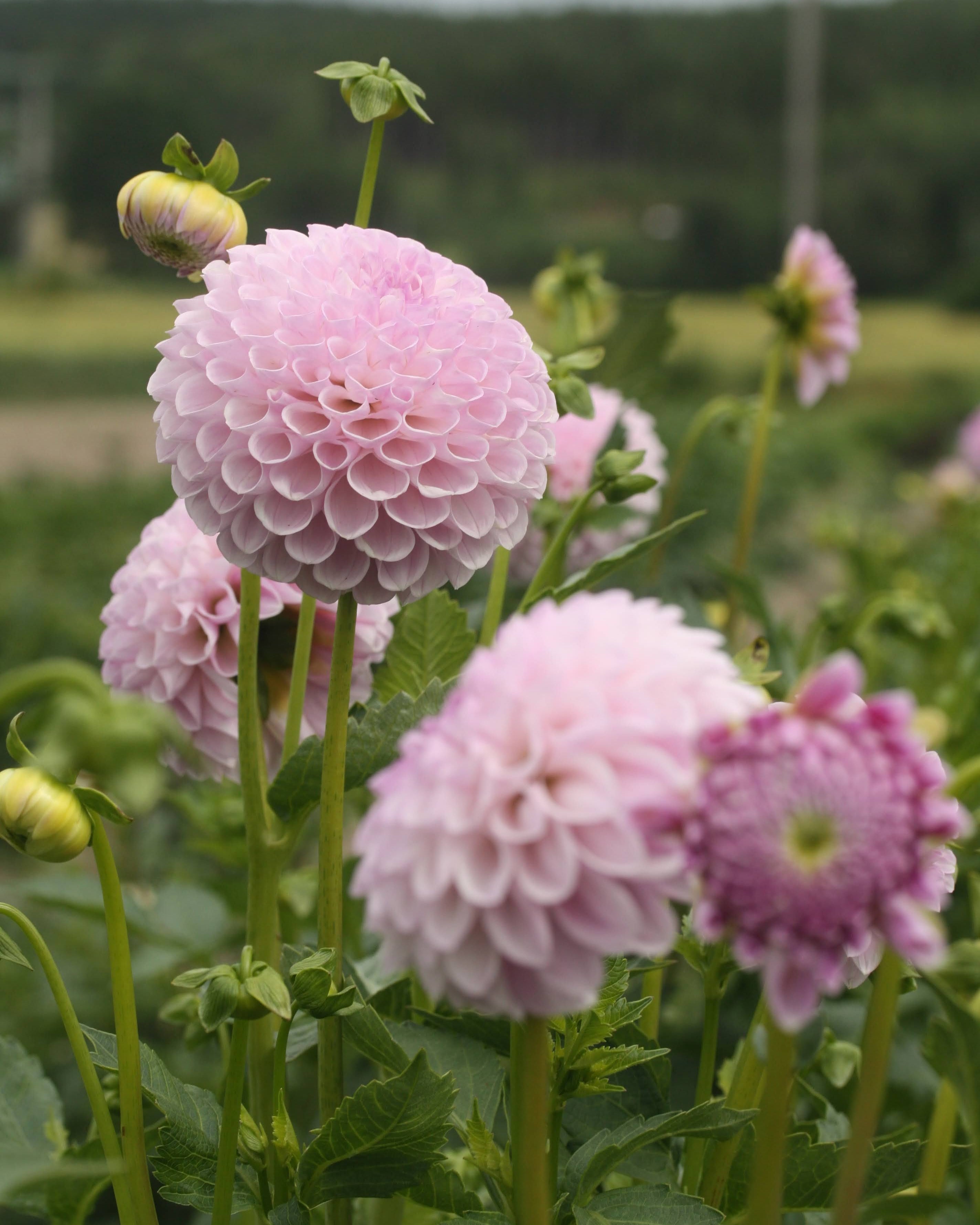 Georgine Megan Dean lys lavendel ballgeorgine perfekt som snittblomst