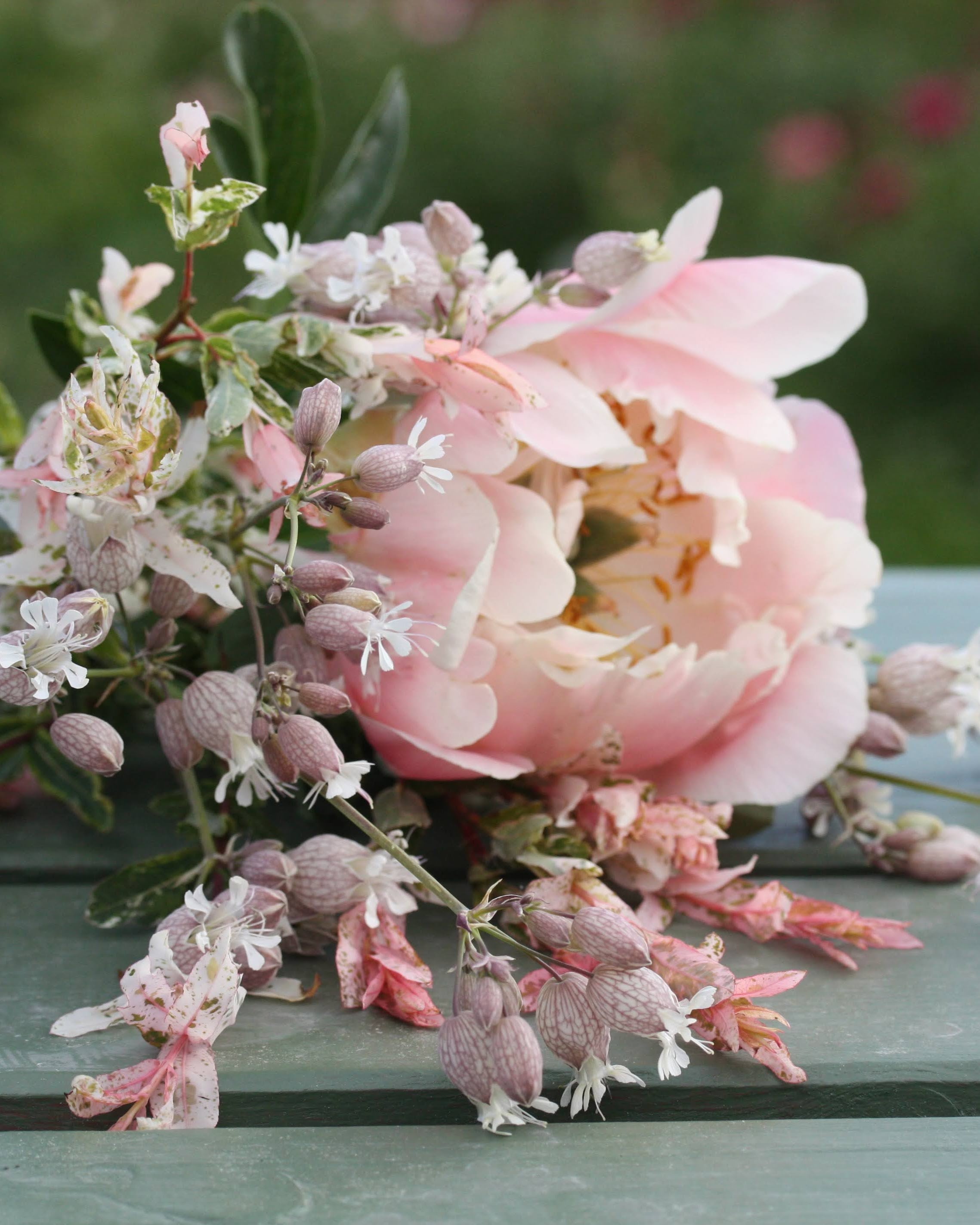 Nærbilde av engsmelle blomster med delikate rosa kronblader