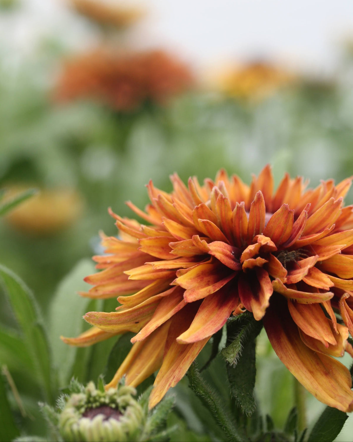 Lodnesolhatt Sahara nærbildet – varierende blomsterformer i brente jordfarger