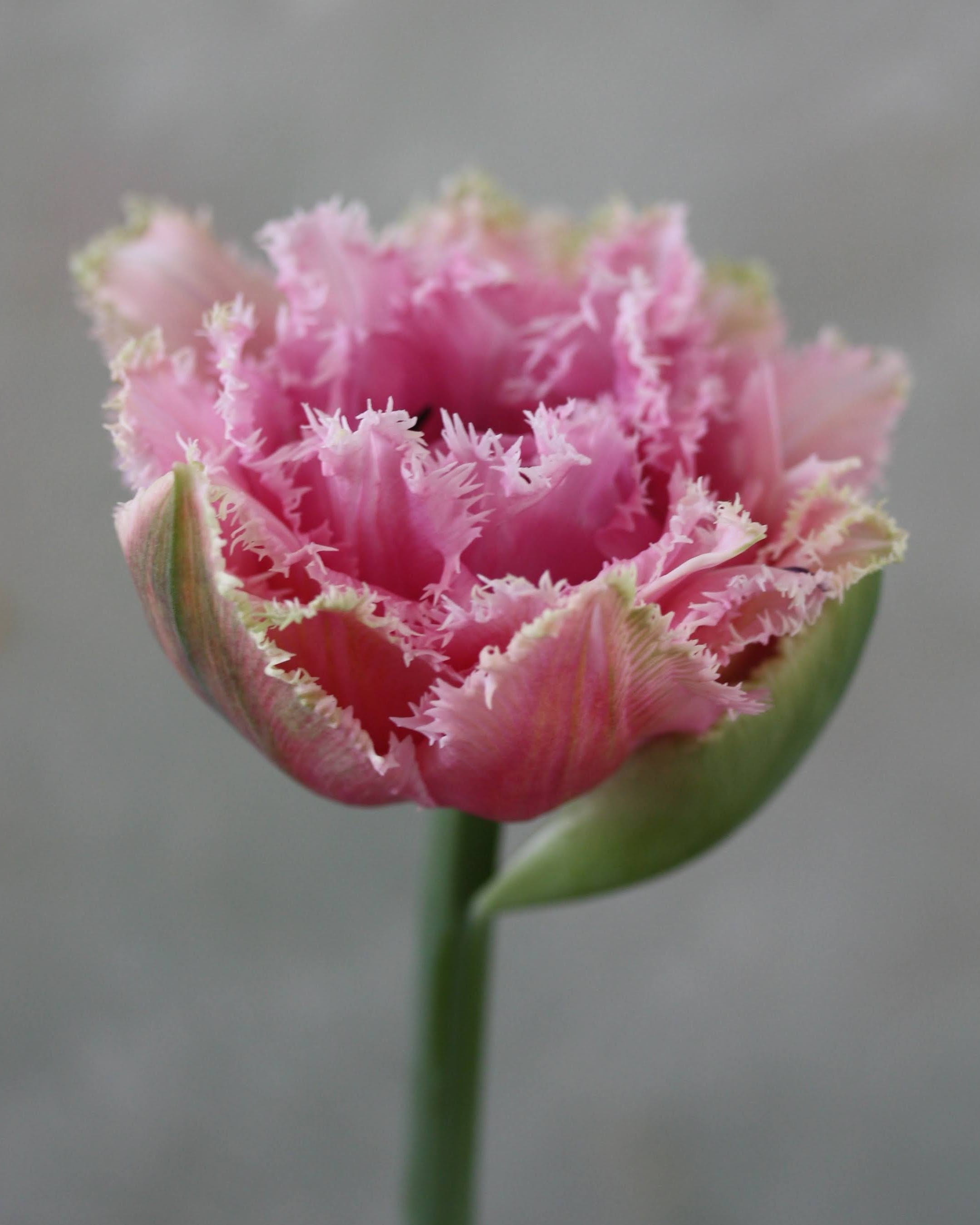 Tulipan Cairns – lukket knopp i dempet rosa med frynsete kronbladkanter