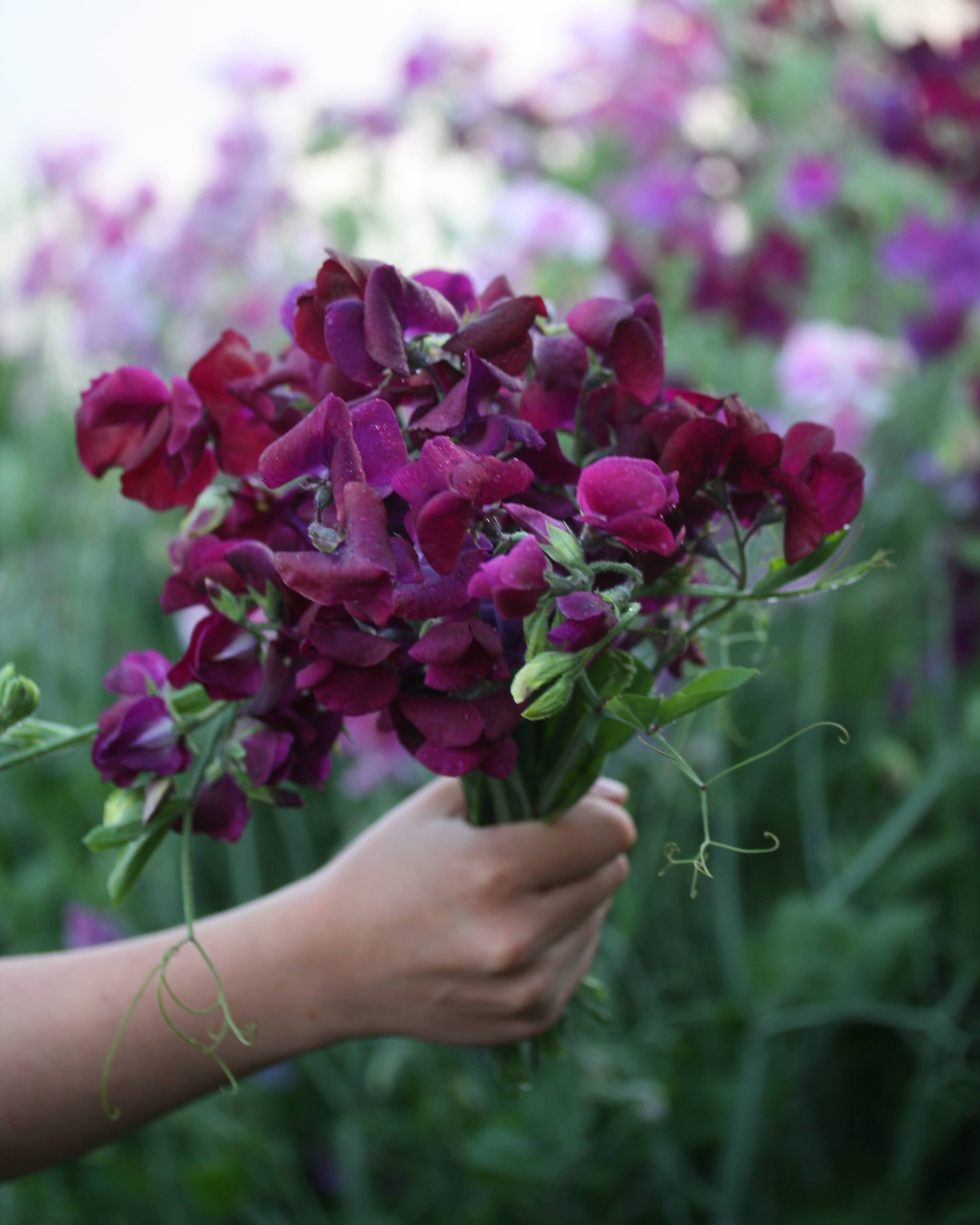 Erteblomst Royal Maroon frøpakke fra Blomsterhagen