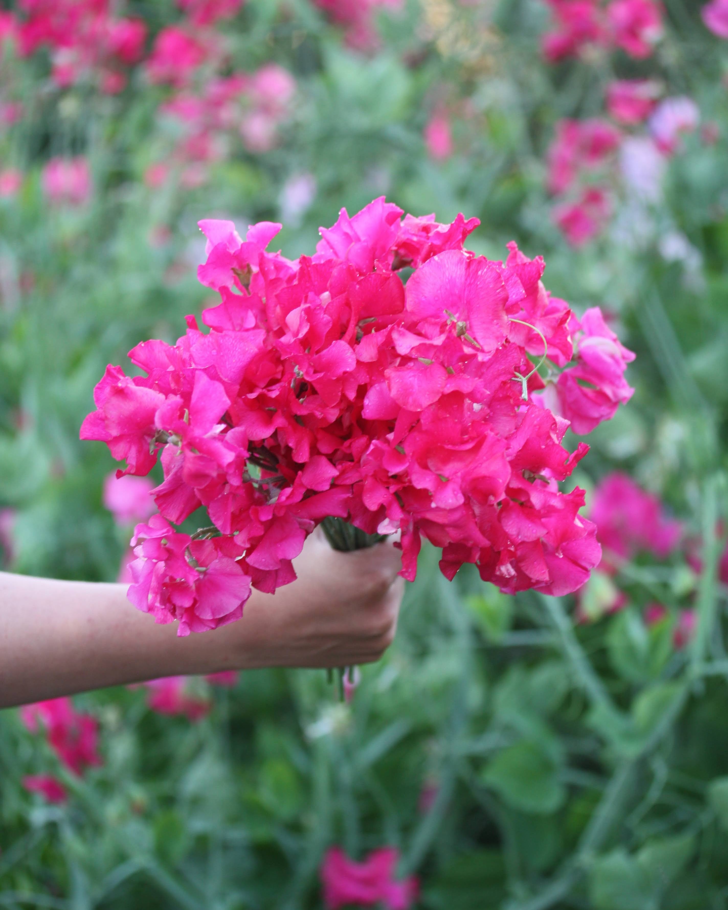 Erteblomst Milly med magentafargede Spencer-blomster i full blomstring