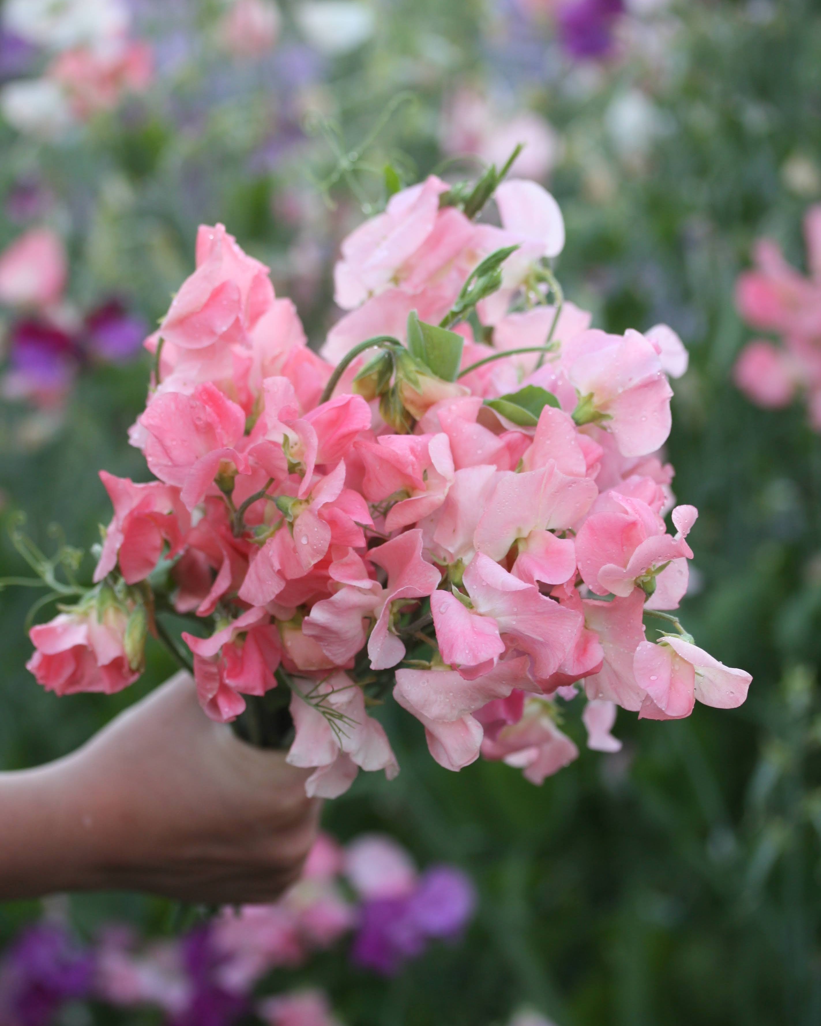 Erteblomst Spring Sunshine Peach frøpakke fra Blomsterhagen