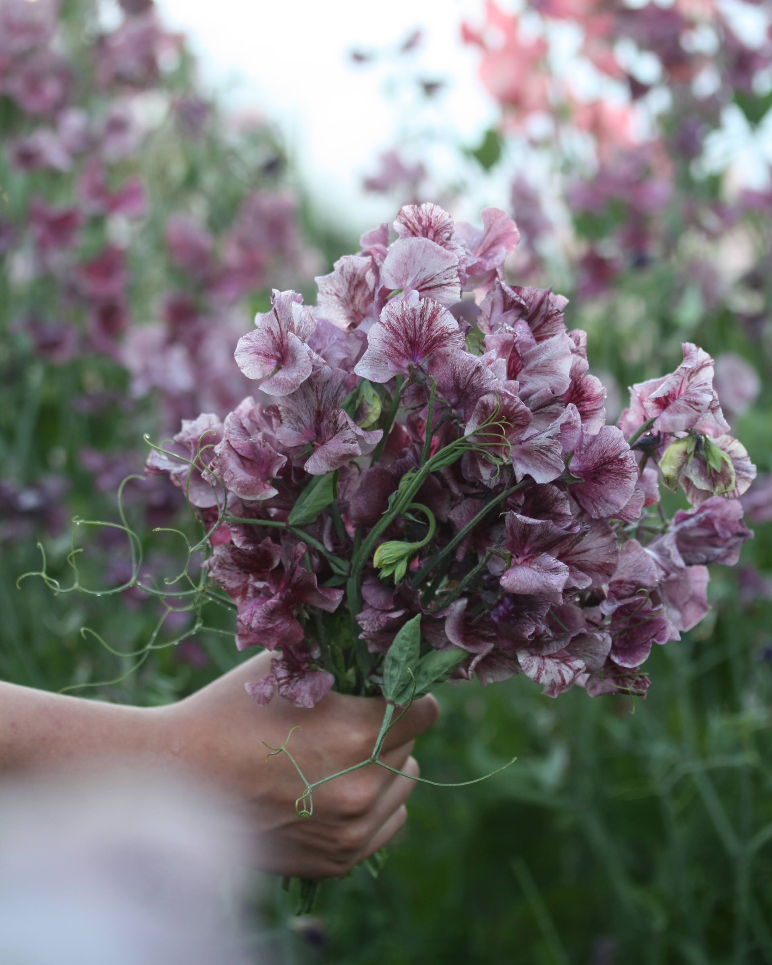 Erteblomst Suzy Z - duftende grålilla til burgunder snittblomster