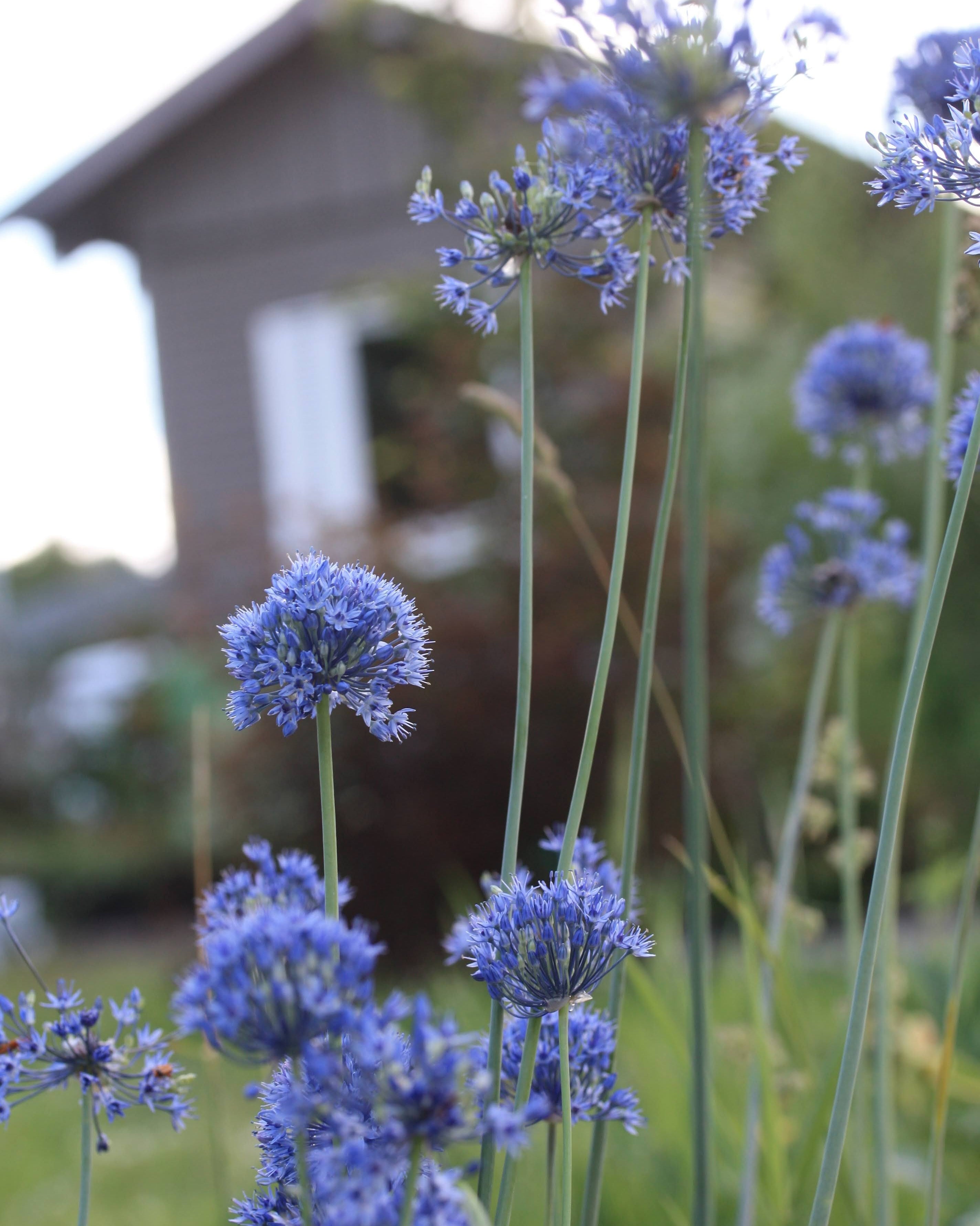 Azurløk Allium caeruleum – gruppe av himmelblå prydløk mellom stauder i hagebed