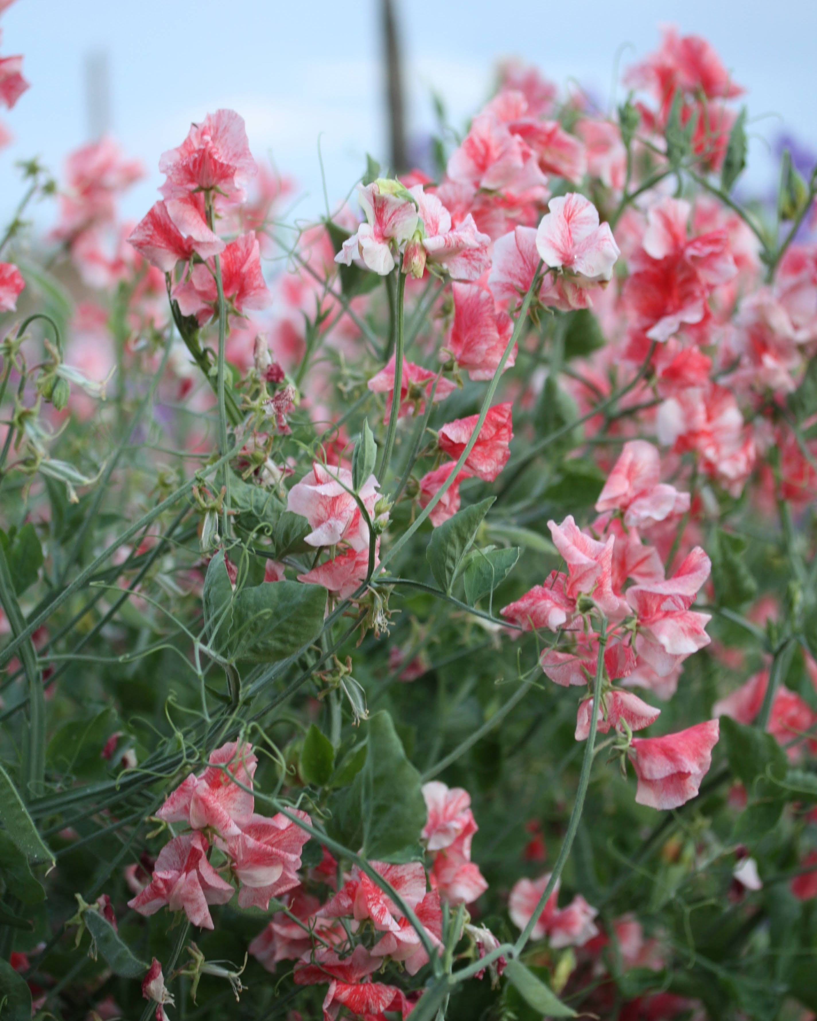 Erteblomst Geoff Hughes klatreplante med elegante korallrosa tegninger