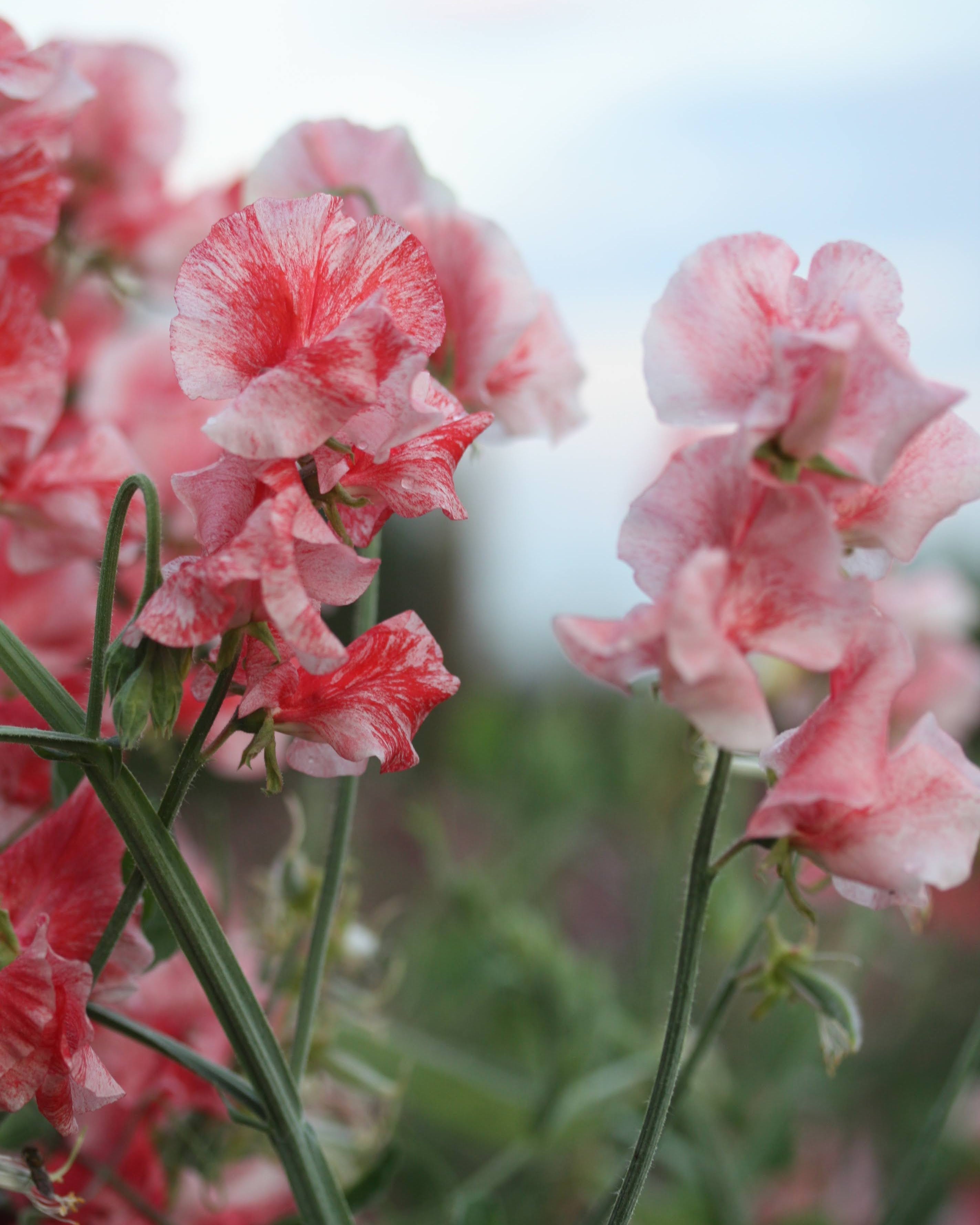 Erteblomst Geoff Hughes med kremhvit bunn og korallrosa tegninger