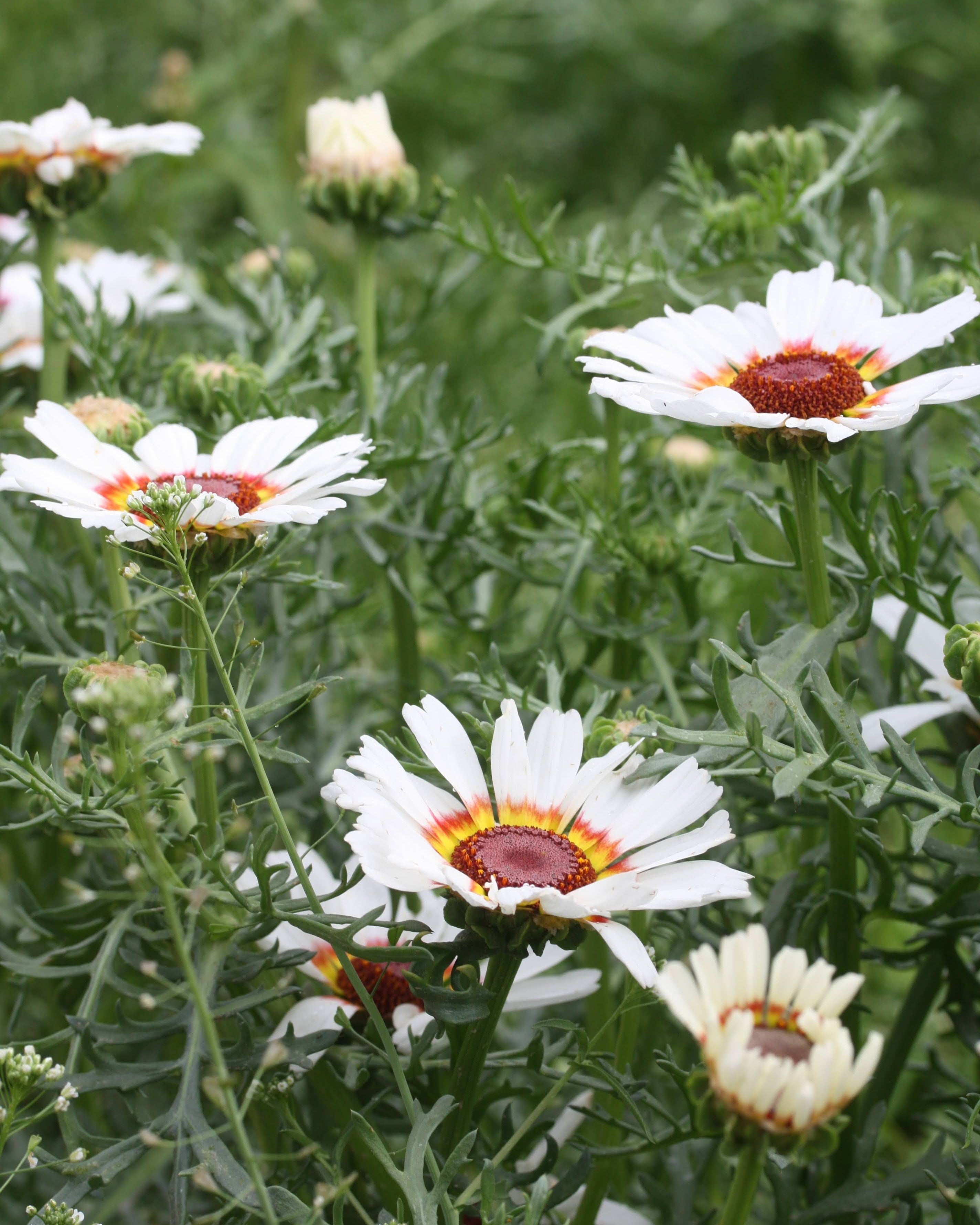 Ringkrage Cockade - insektsvennlig og spiselig sommerblomst