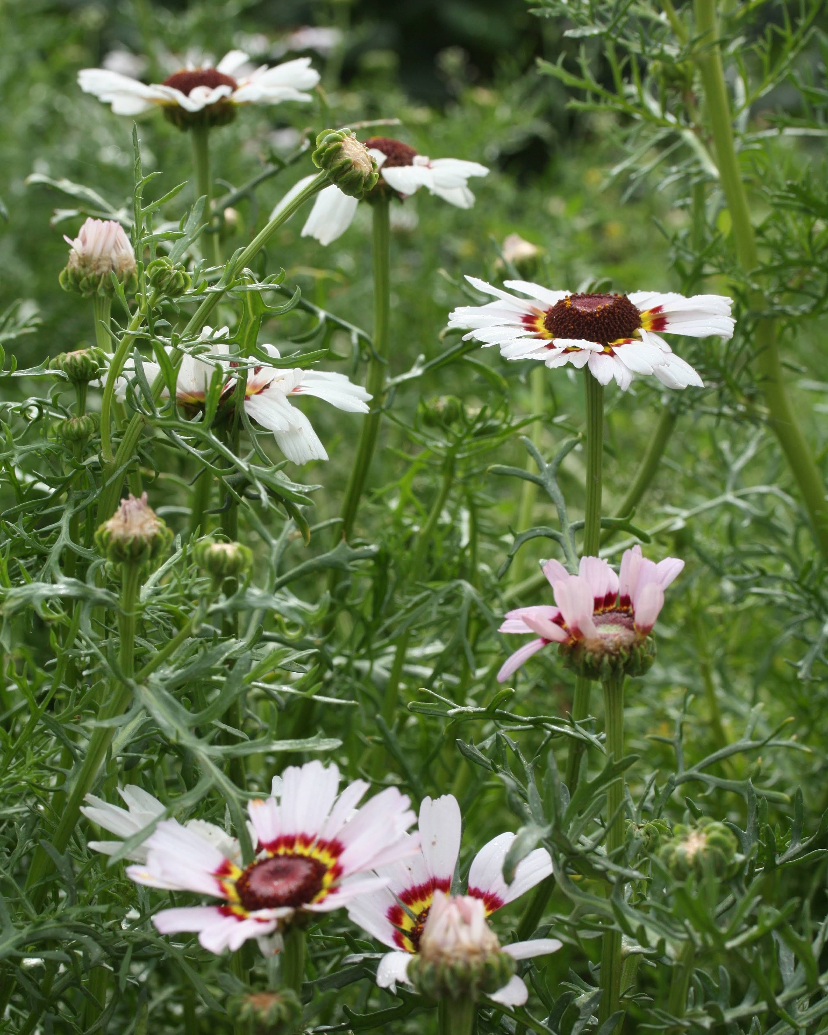 Ringkrage Cockade planter med fargerike blomster i hagen