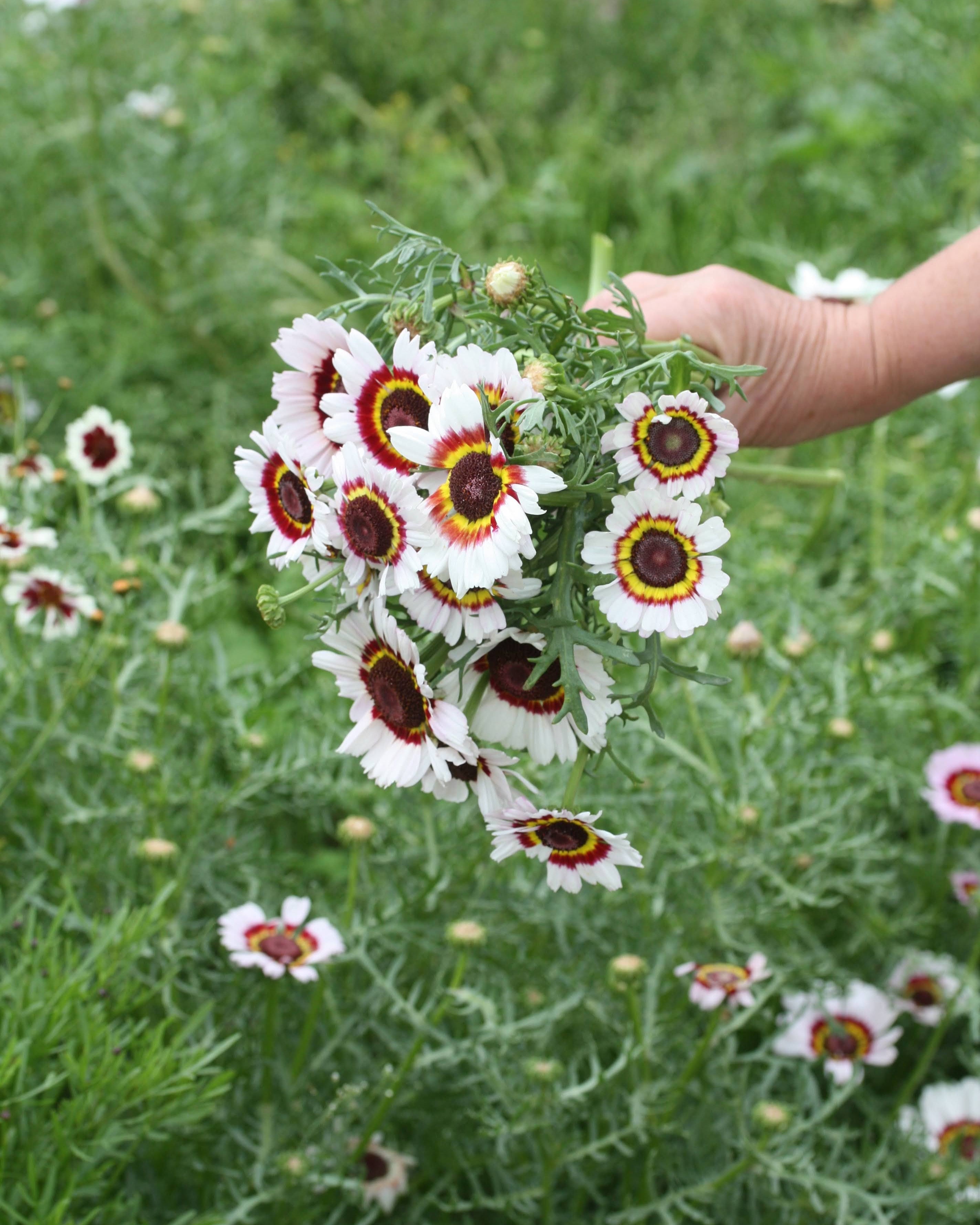 Ringkrage Cockade med røde og gule enkle blomster - Blomsterhagen