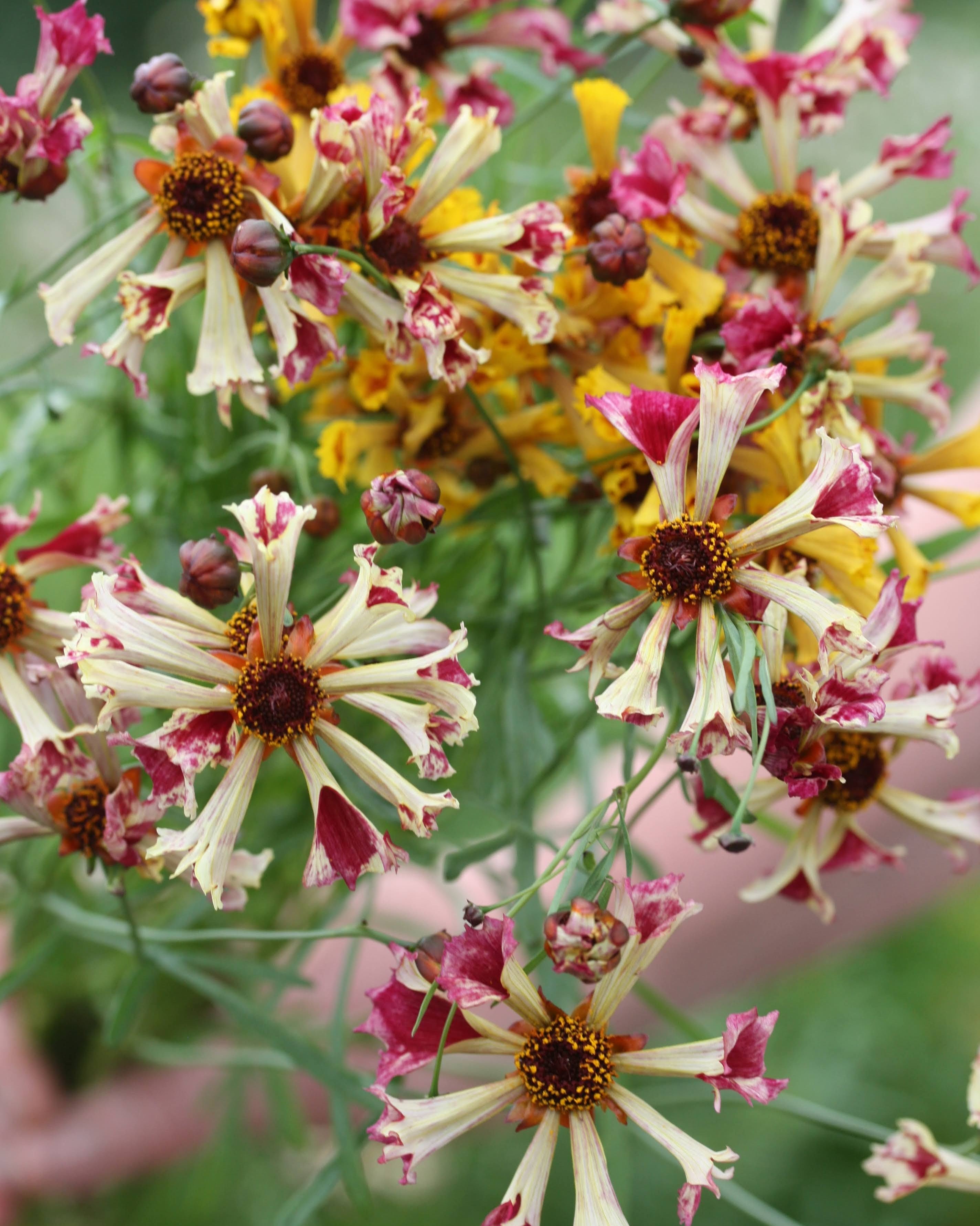 Kransvakkerøye Incredible Seashells Mix med pastellfarget blomster i rosa, fersken og aprikos