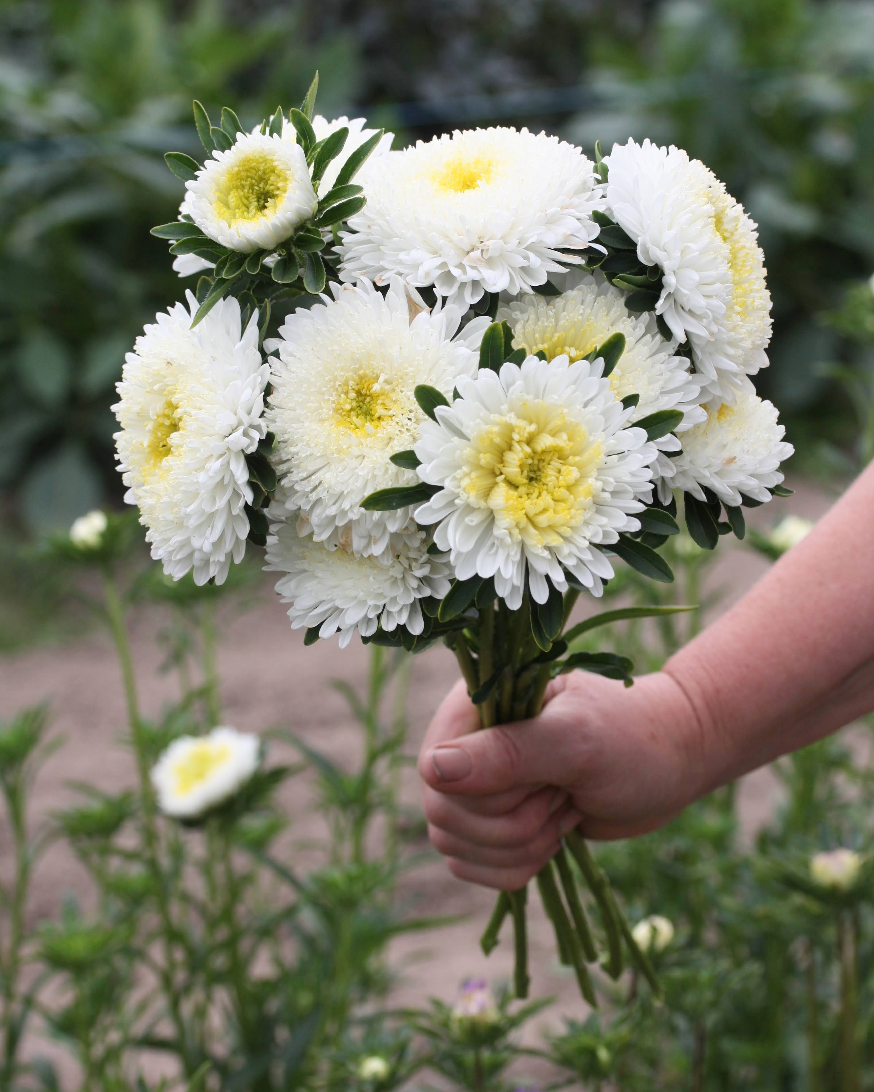 Kina asters Standy Creamy White i full blomstring med rene kremhvite blomster