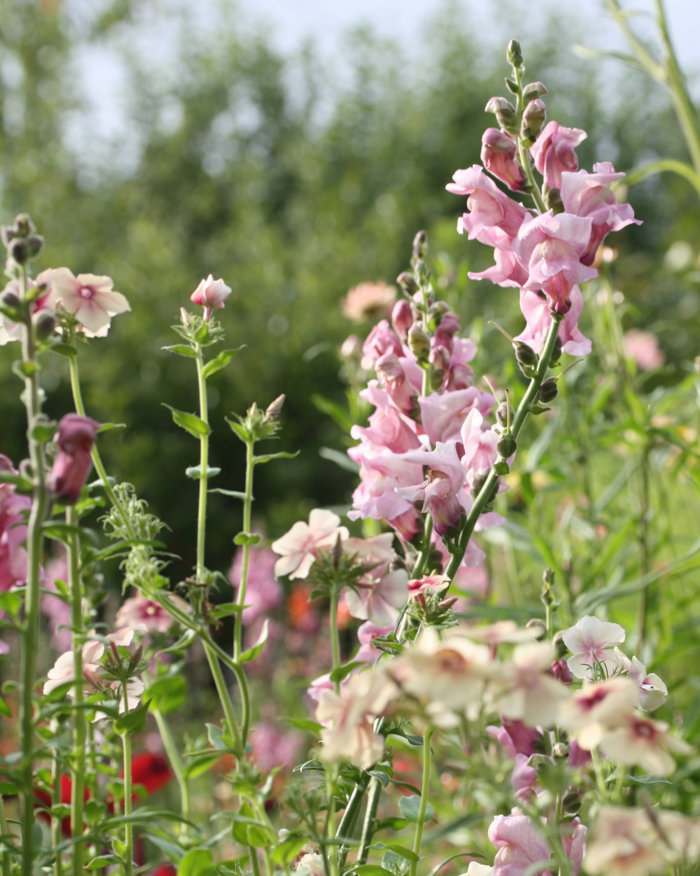 Løvemunn Opus Lavender - perfekt som snittblomst med lang holdbarhet
