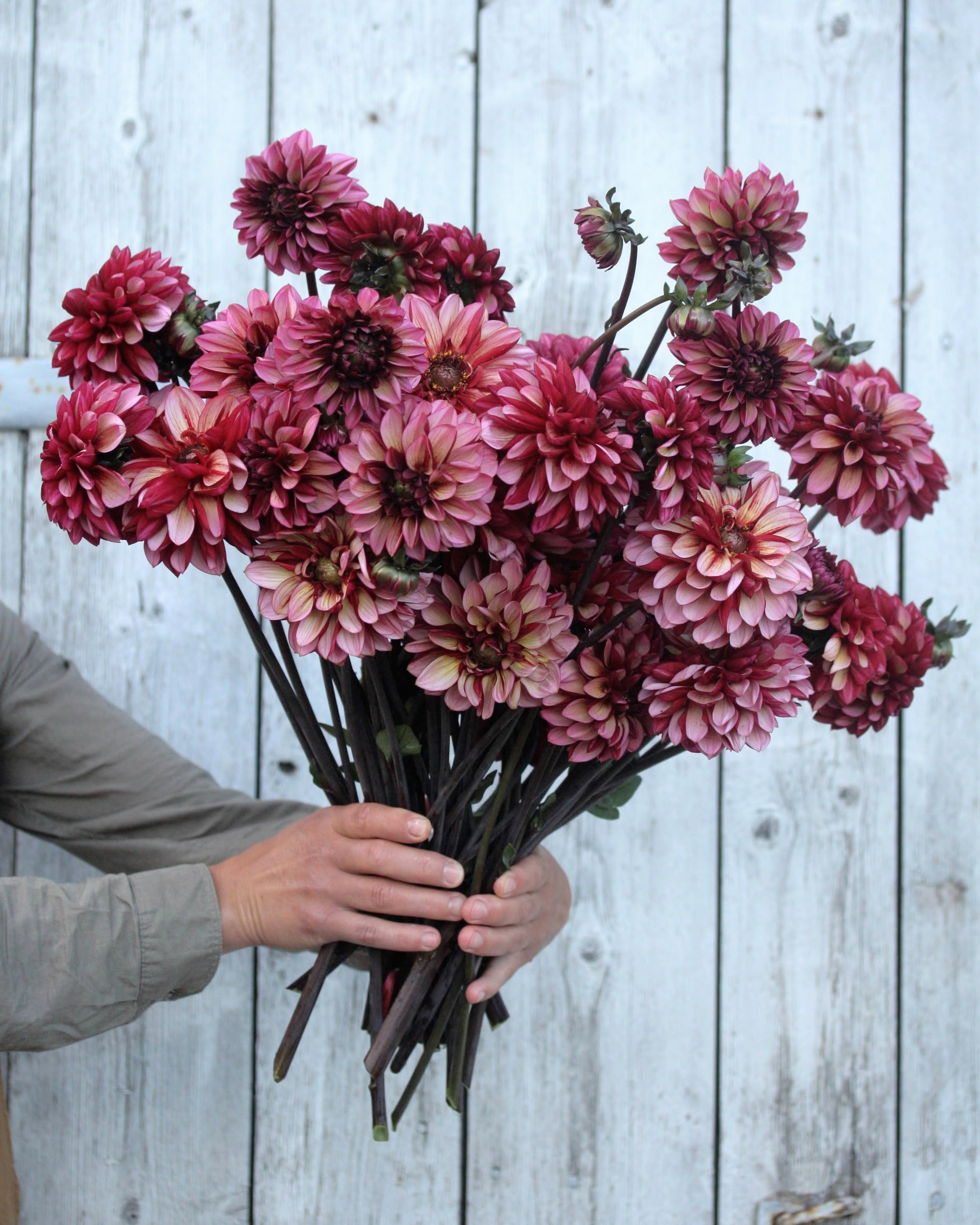 Georgine Seniors Hope - Flerfargede dekorative georginer i burgunder og rosa toner