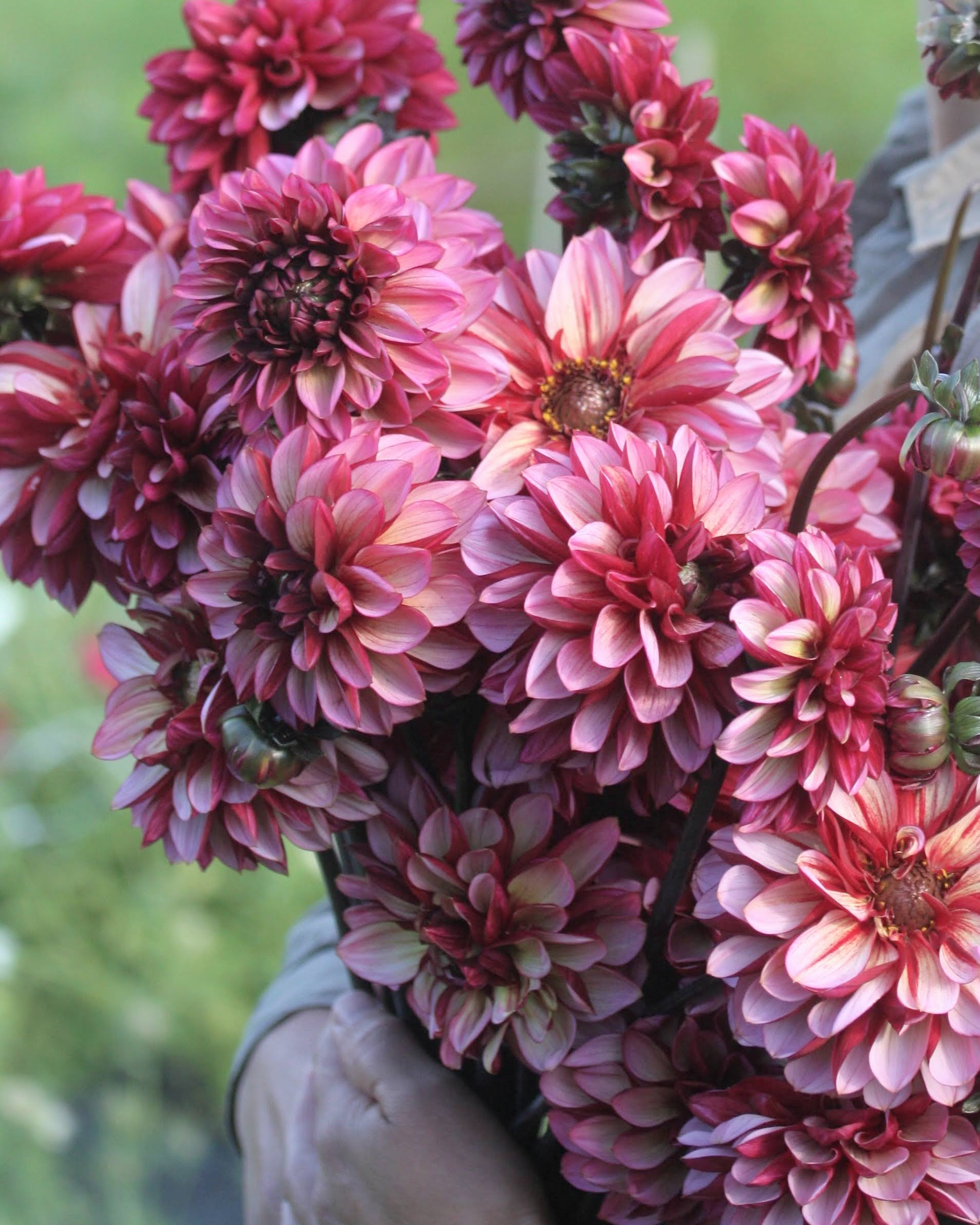 Georgine Seniors Hope - Dekorativ georgine med unike burgunder og grålige fargenyanser