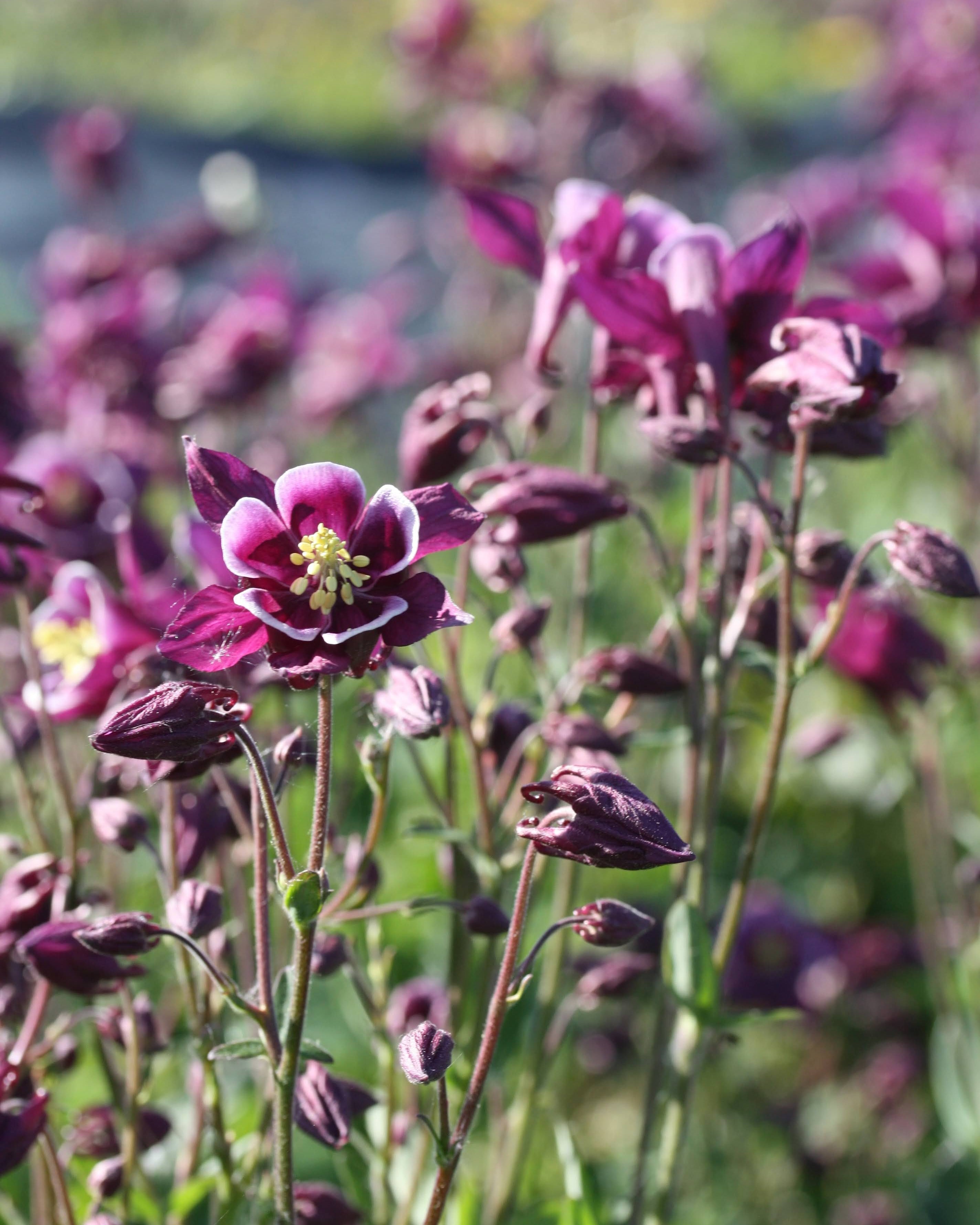 Nærbilde av Akeleie Winky Purple White sine grasiøse, nikkende blomster