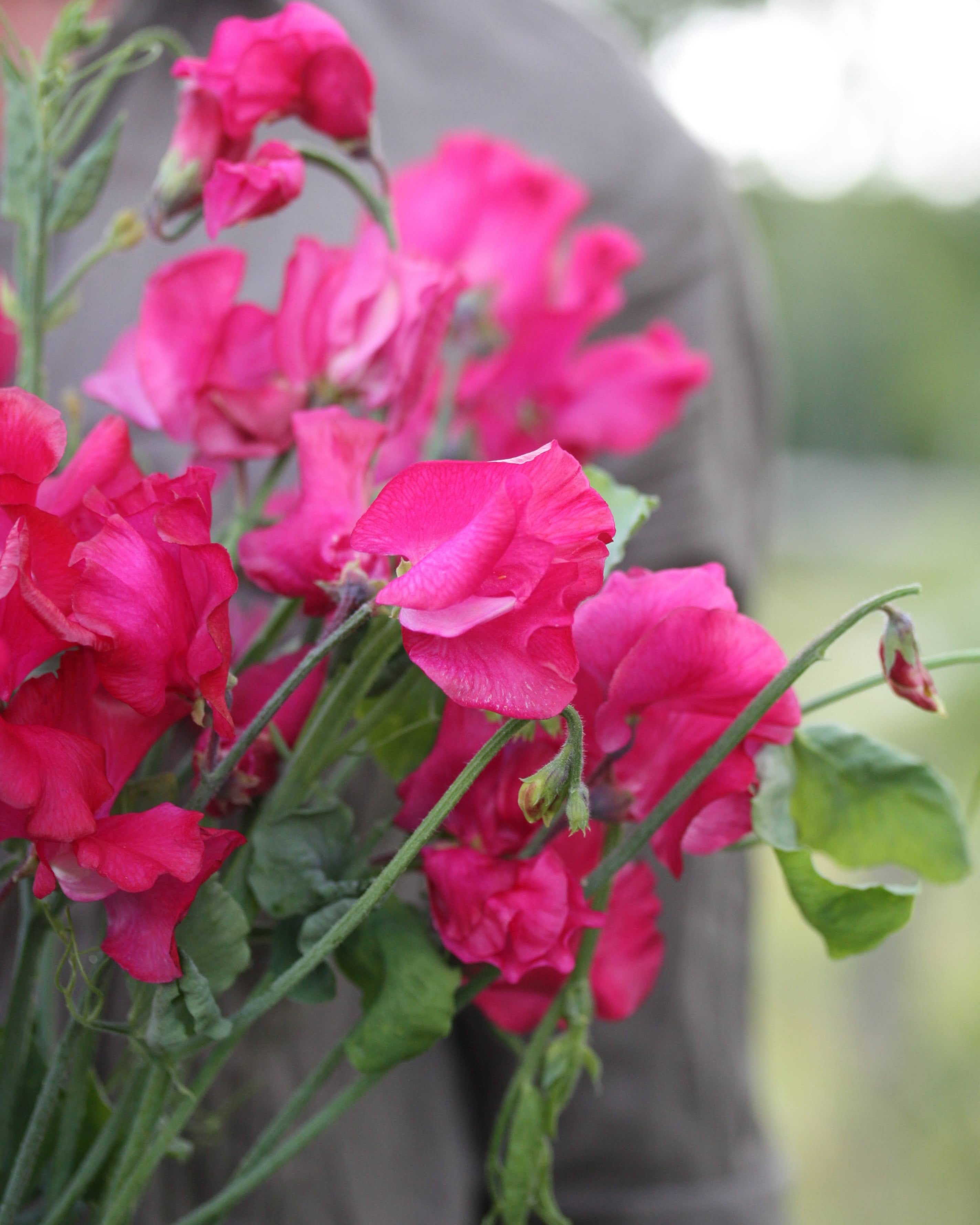 Erteblomst Milly Spencer-sort med intense magentafargede blomster