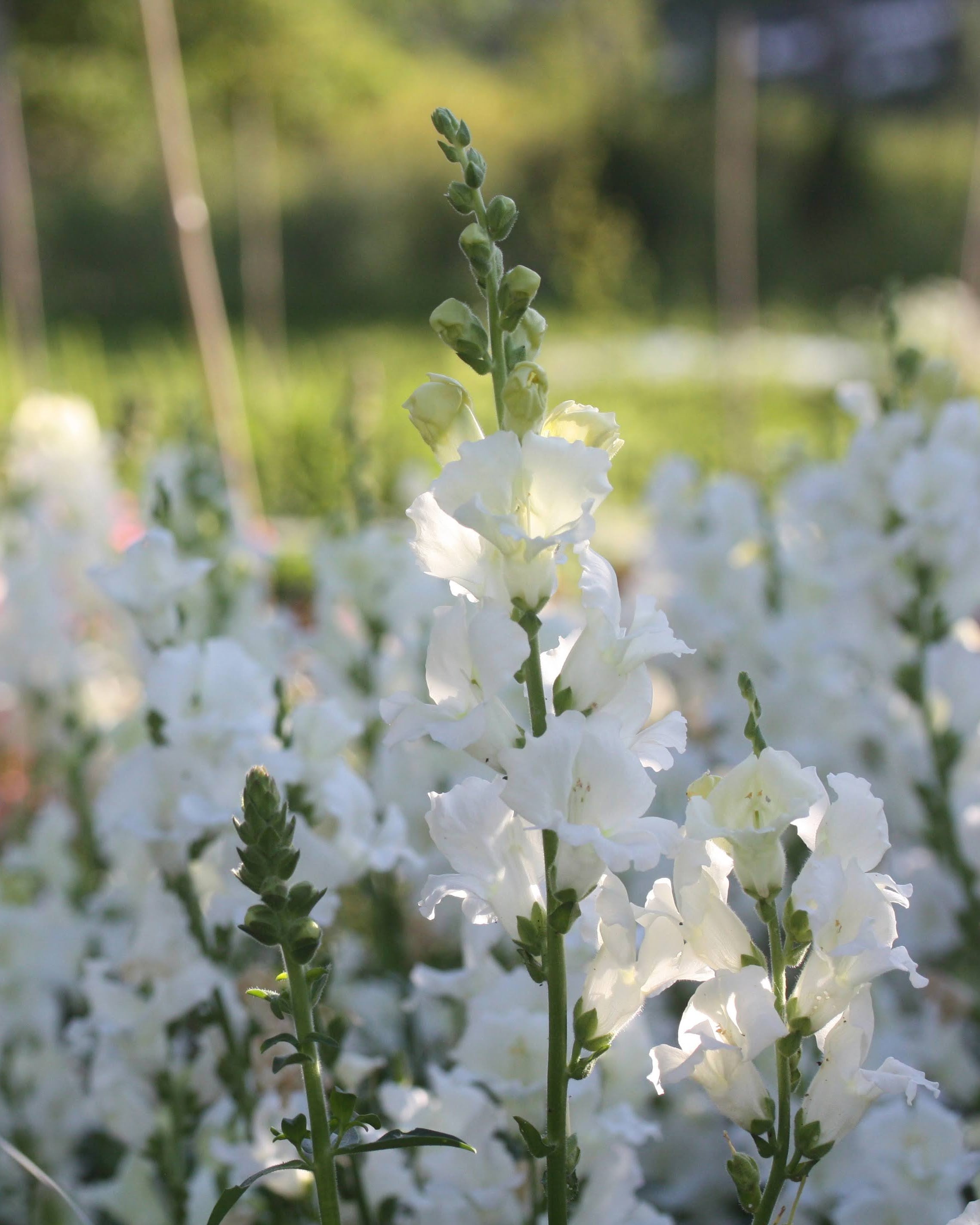 Løvemunn Chantilly White - renhvite åpne blomster på stengel, perfekt snittblomst