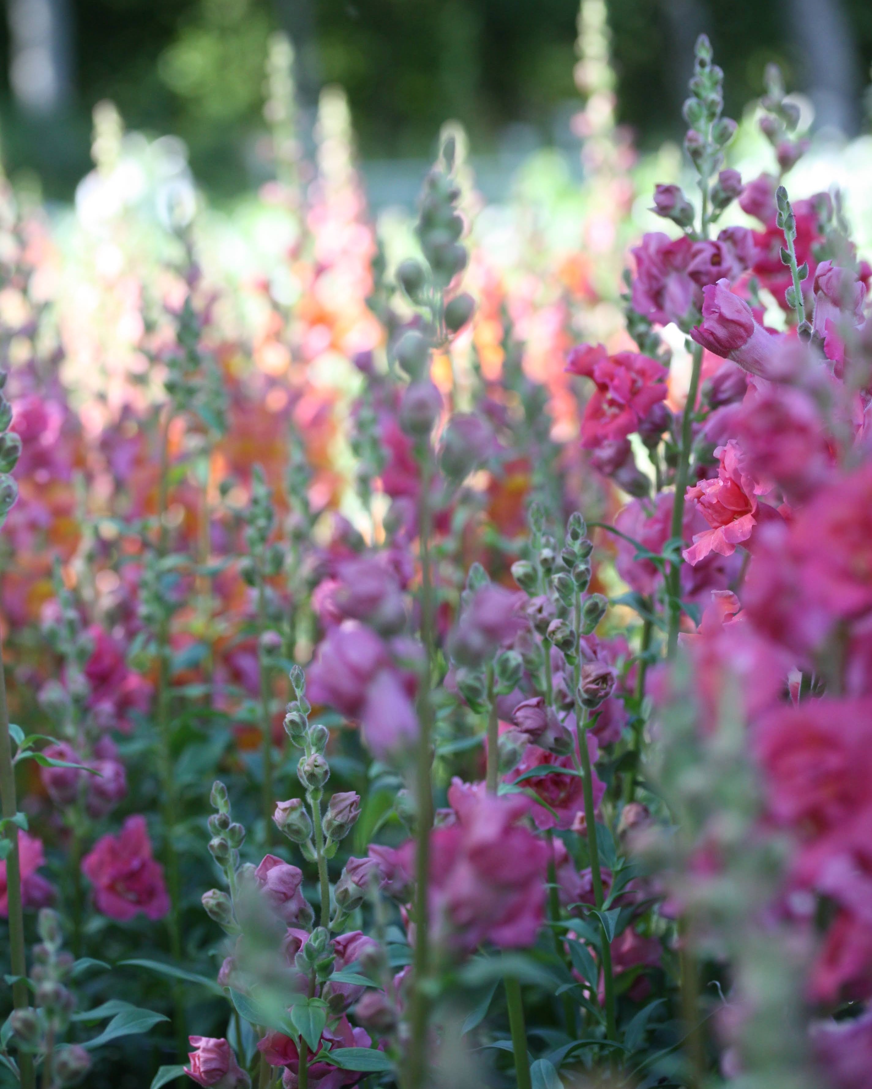 Løvemunn Madam Butterfly Rose - rosa blomster i full blomstring