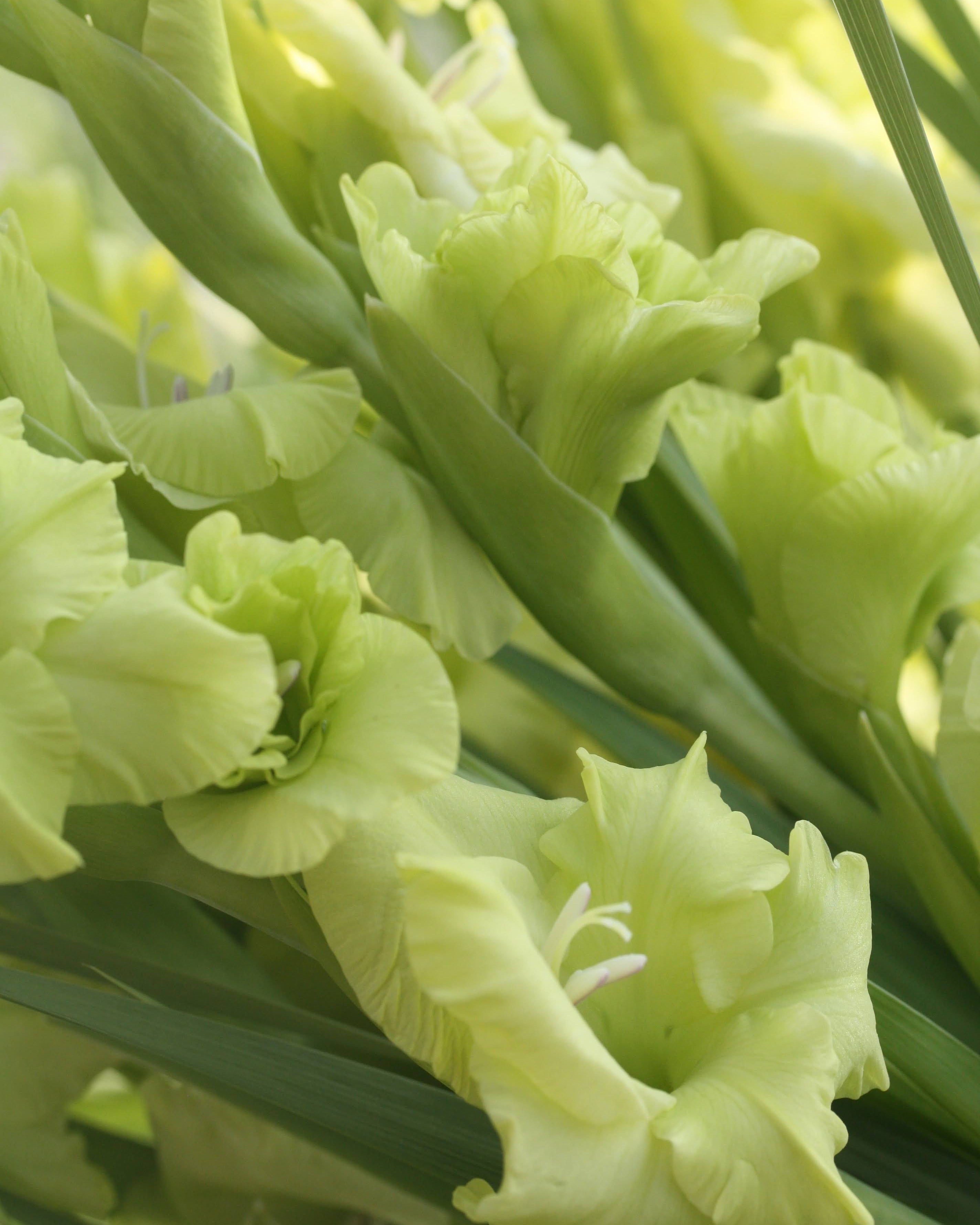 Gladiolus Green Star klare grønne blomster med stjerneform